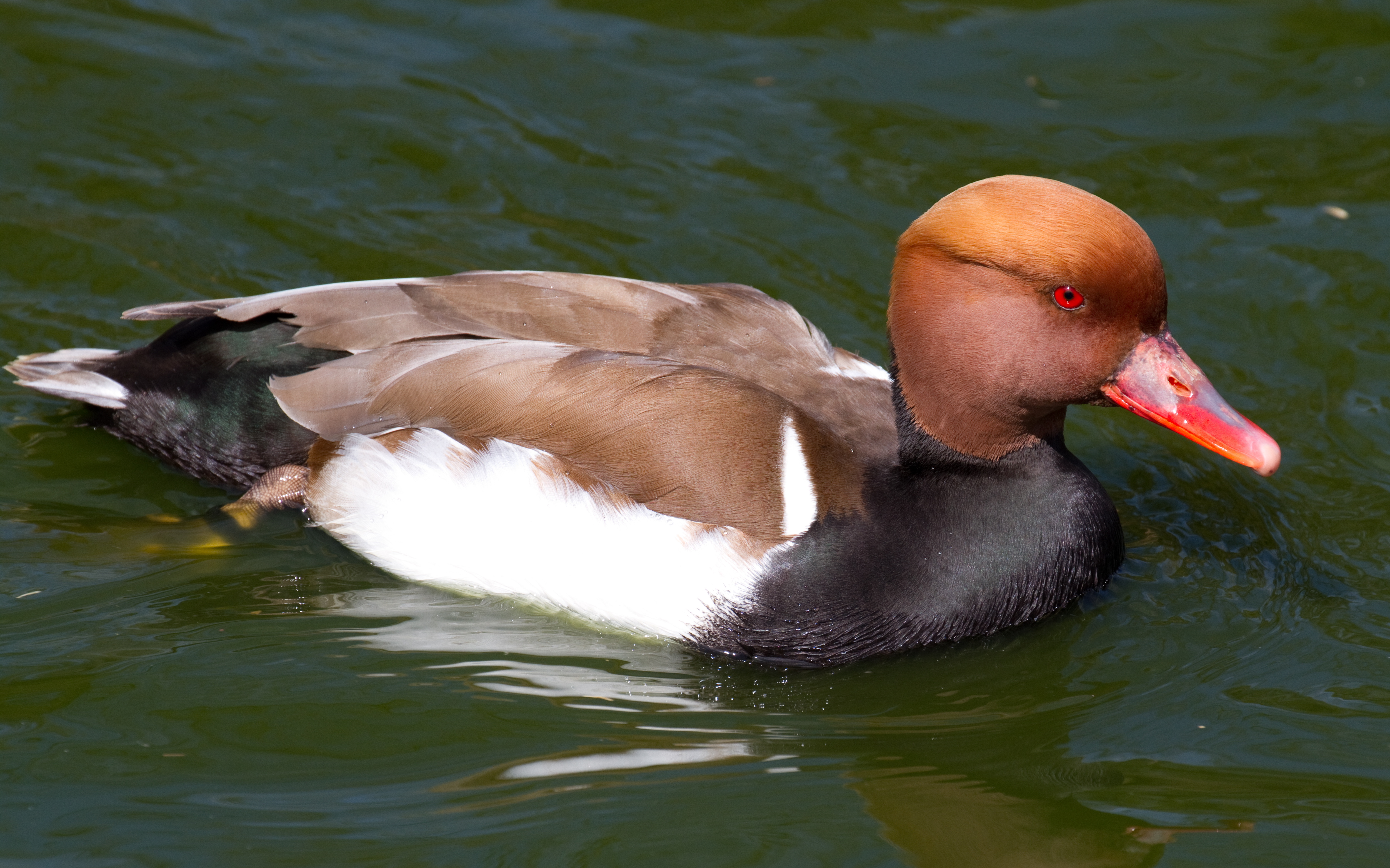 File:Red Crested Pochard (8678691874).jpg - Wikimedia Commons