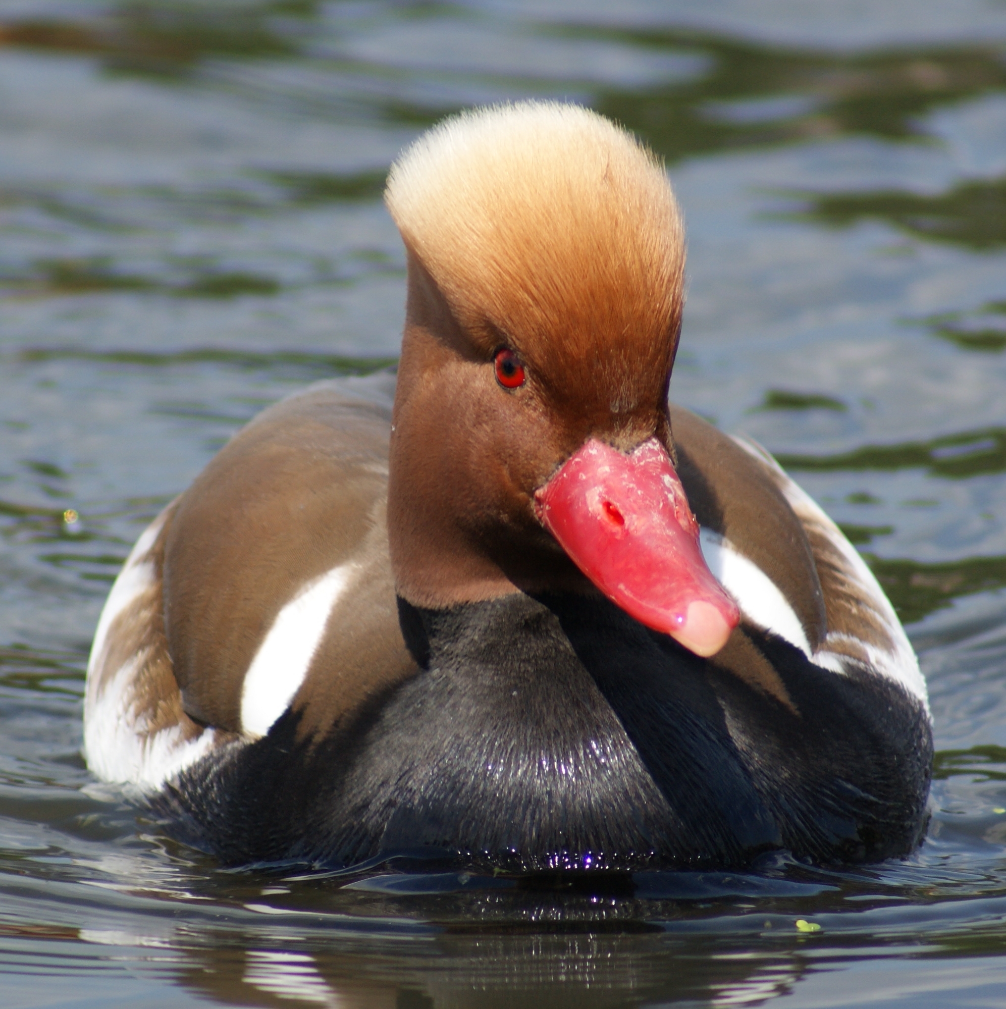 File:Red Crested Pochard 039.jpg - Wikimedia Commons