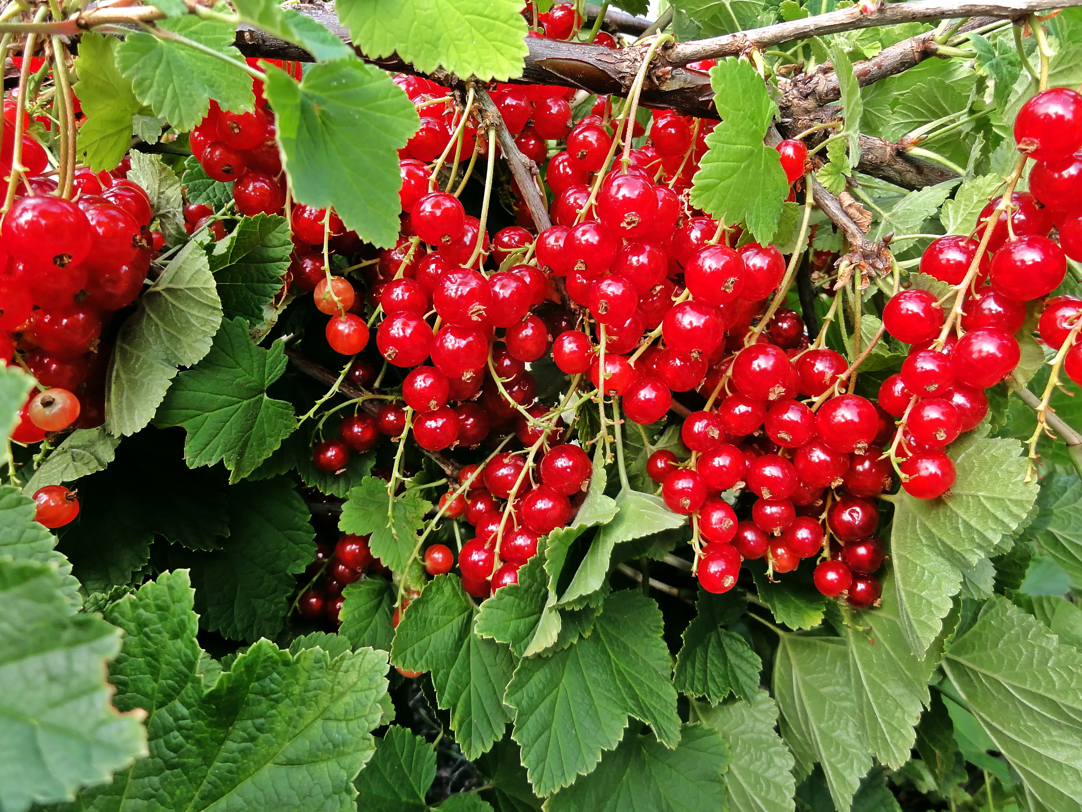 Red currants photo
