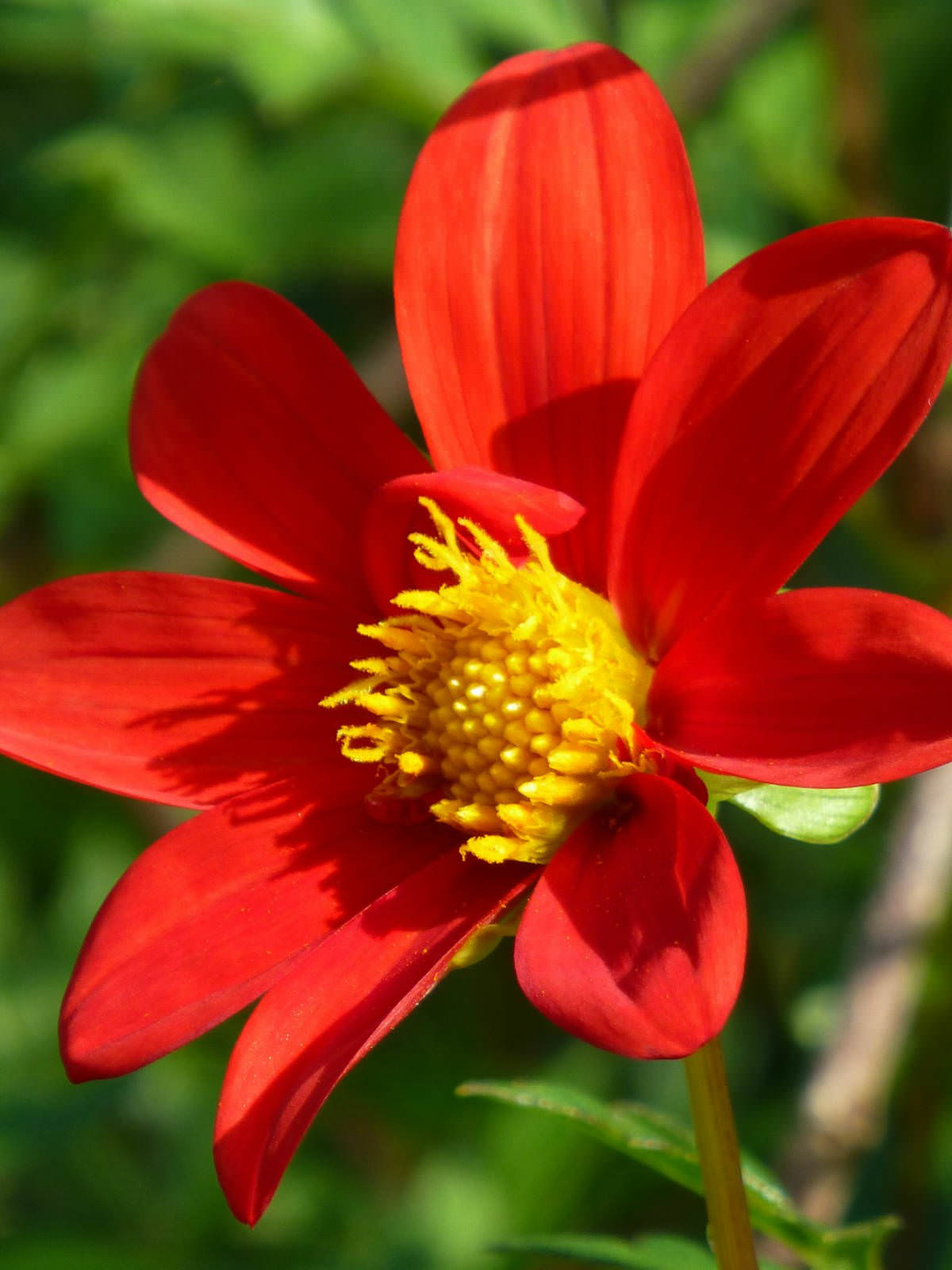 Dahlia coccinea - Red Dahlia | World of Flowering Plants