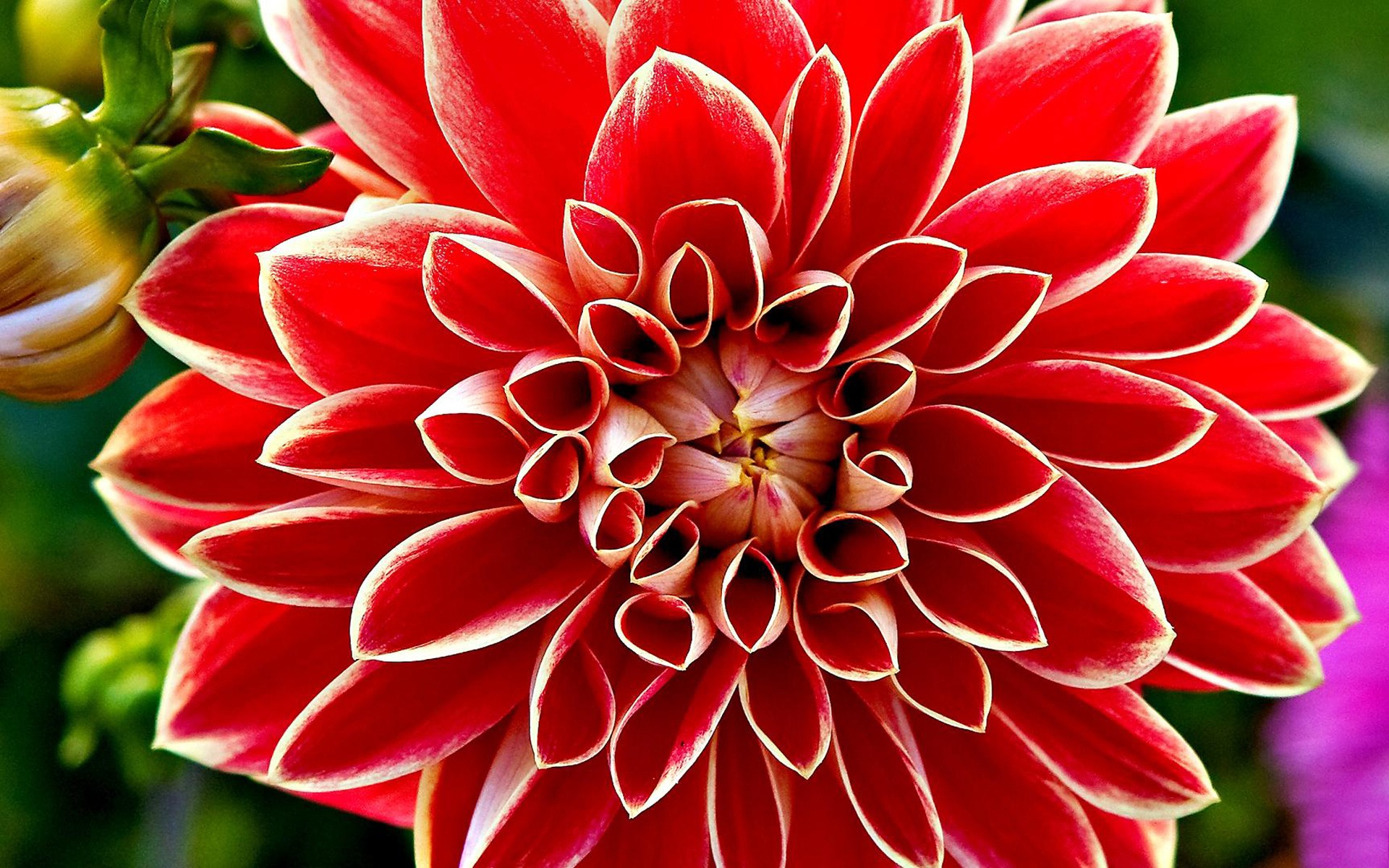 Red Dahlia Wallpapers | HD Wallpapers | ID #8894