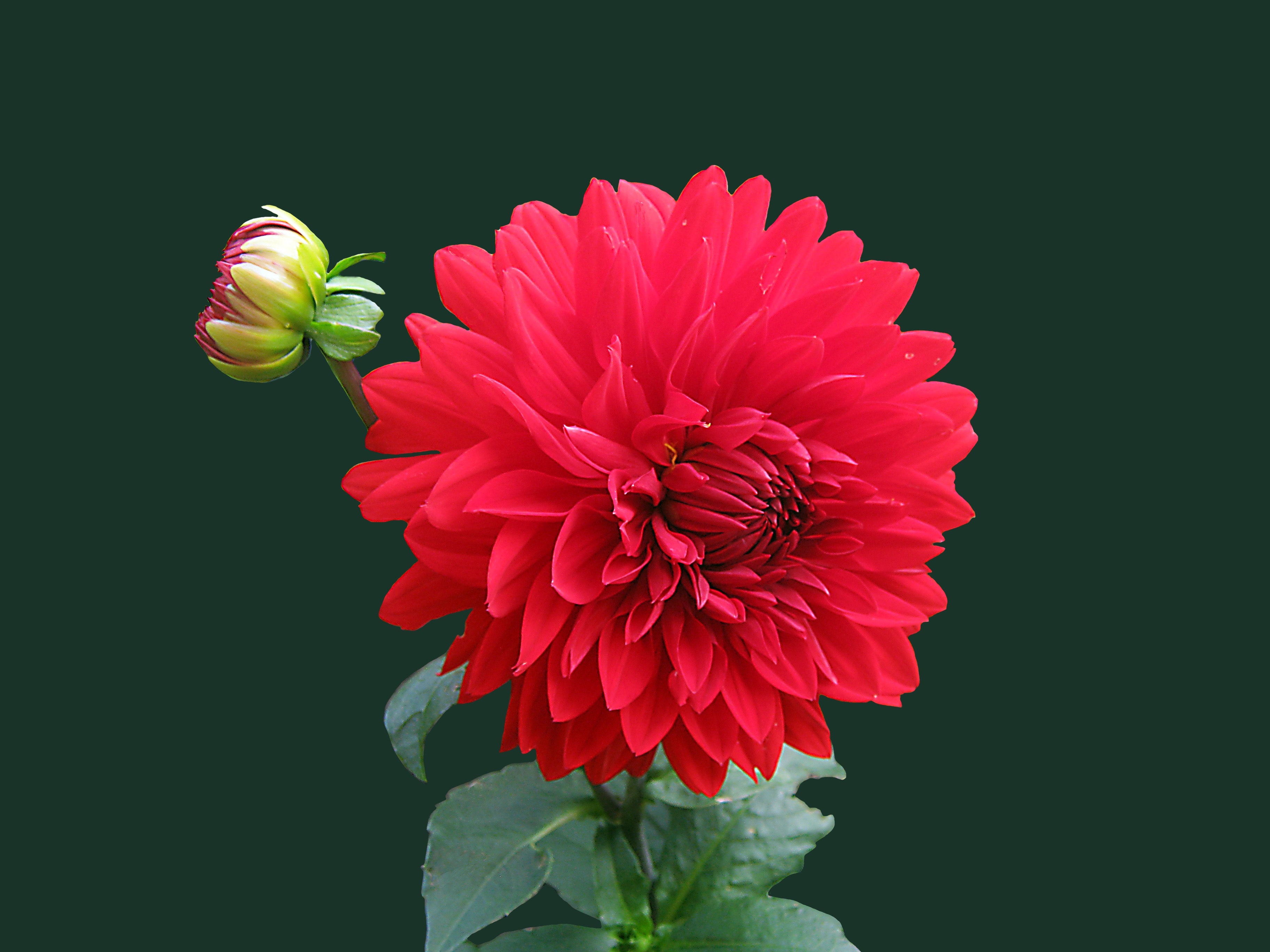 Red Dahlia Flower · Free Stock Photo
