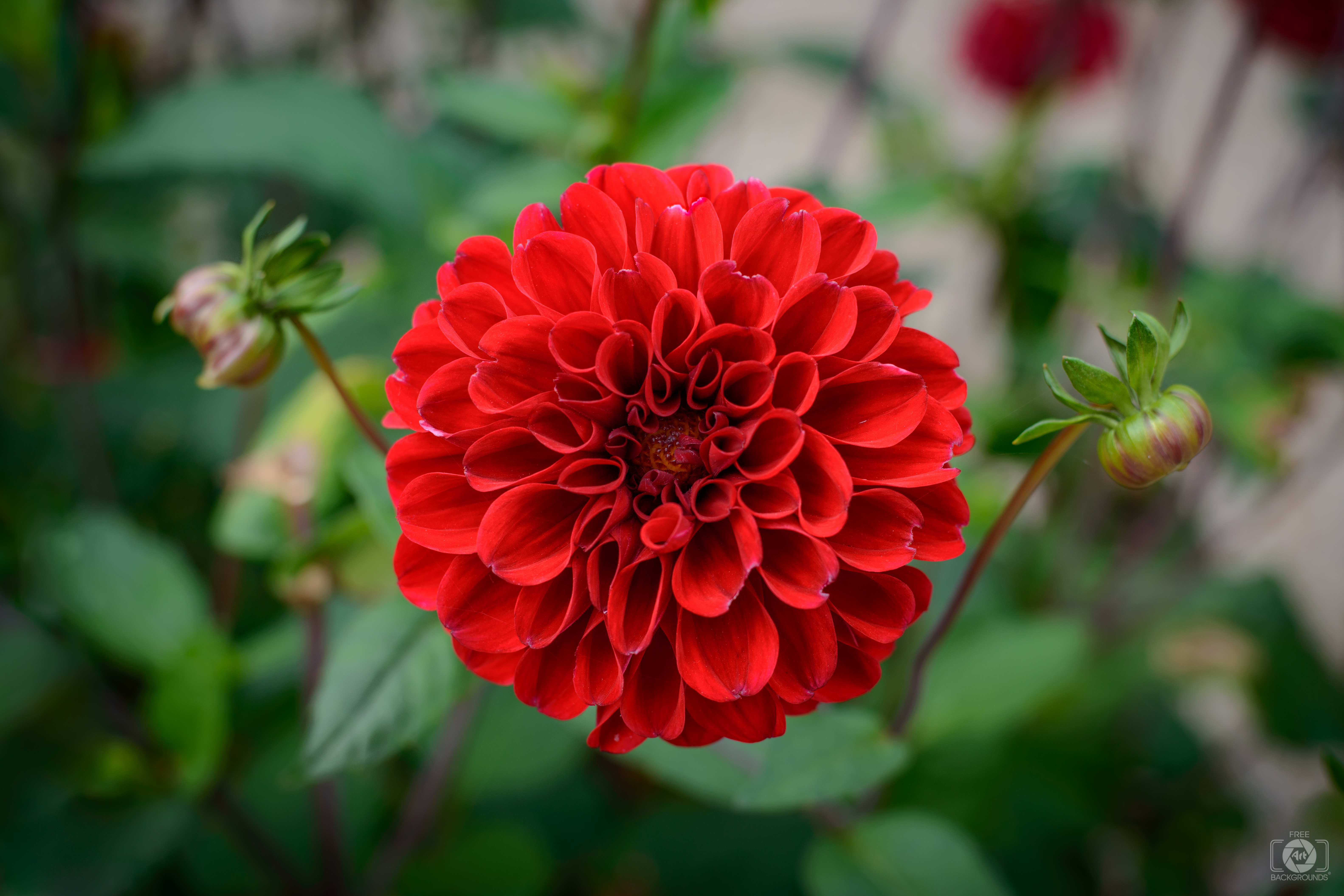 Free Photo Red Flower Bloom Blooming Flower Free Download Jooinn Free Photo Red Flower Bloom Blooming Flower Free Download Jooinn