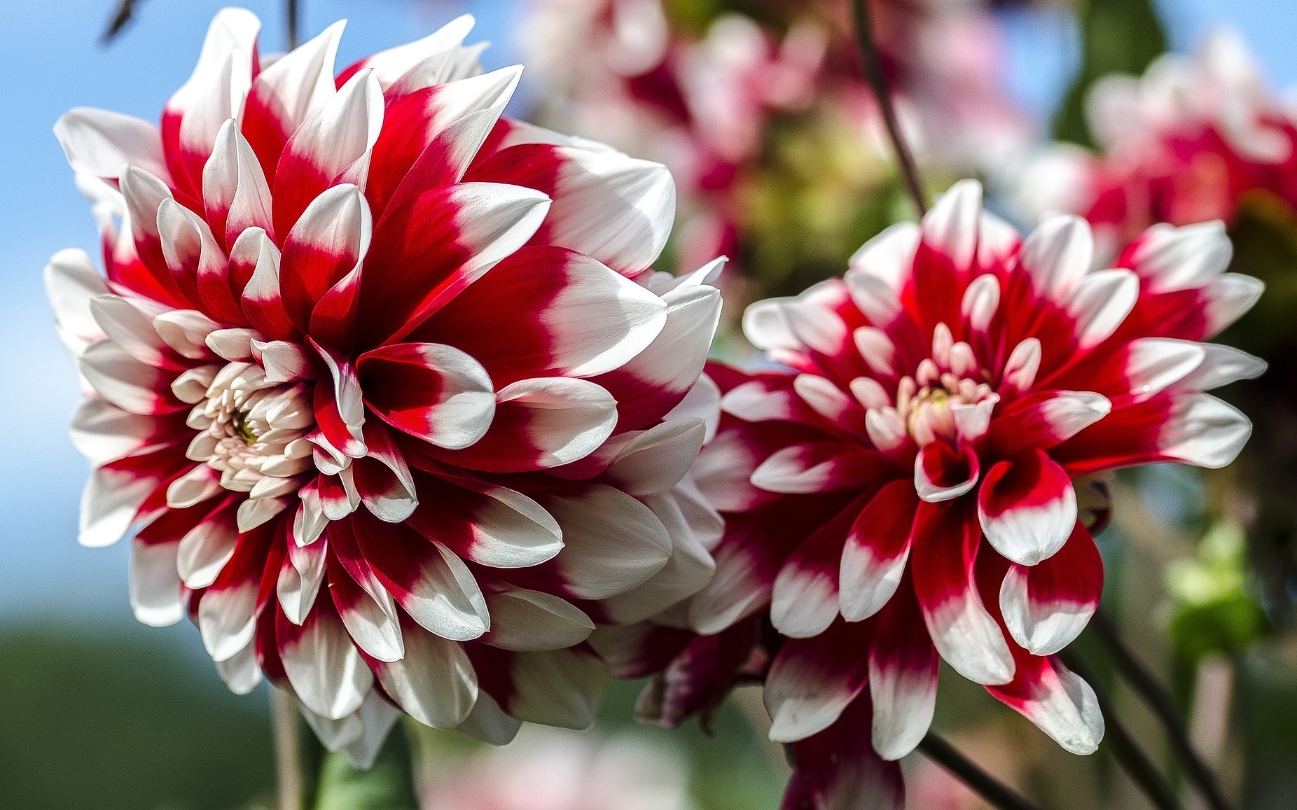 Dahlias: How to Plant, Grow, and Care for Dahlia Flowers | The Old ...