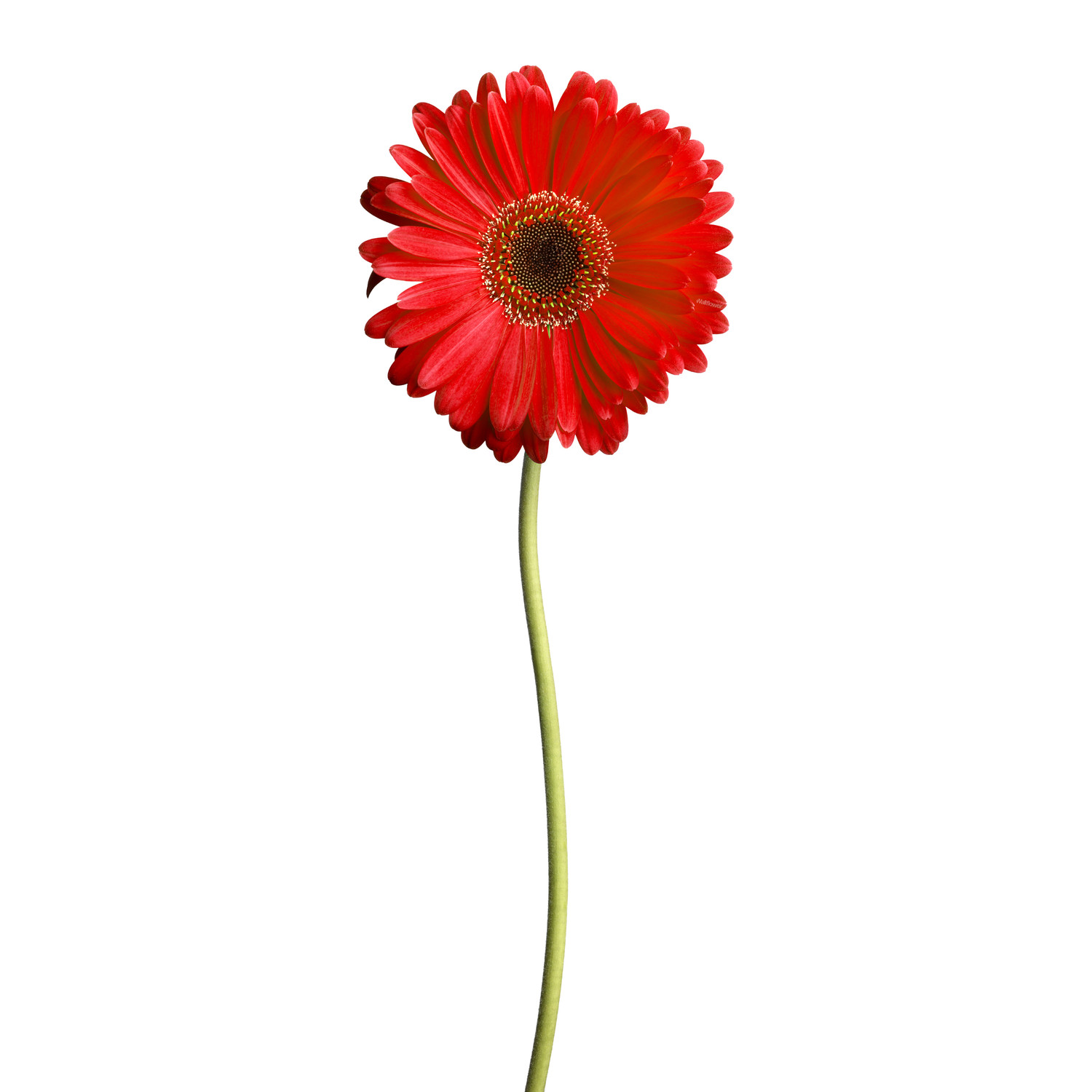 Red Daisy - Wallflower Decals - Touch of Modern