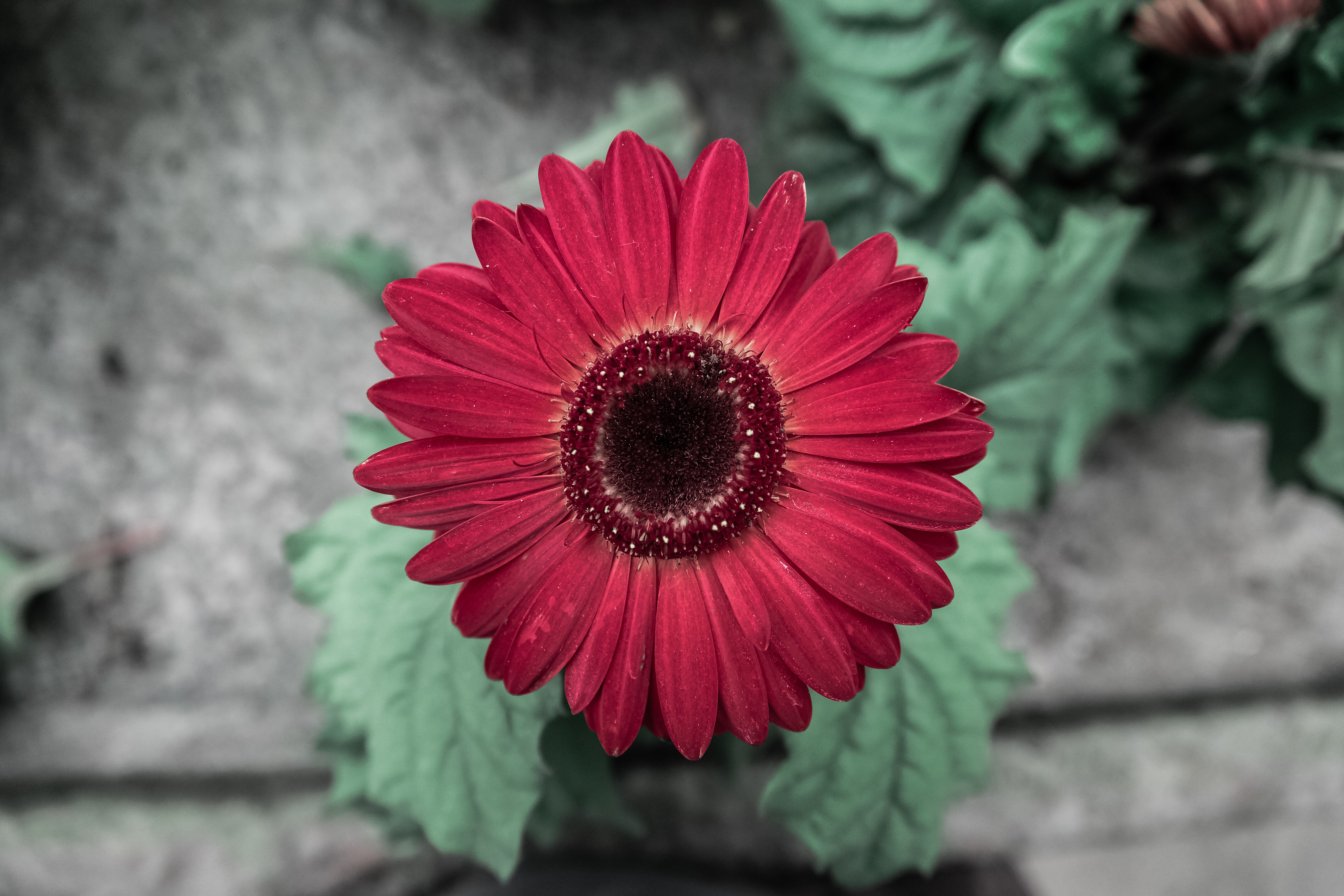 Red daisy photo
