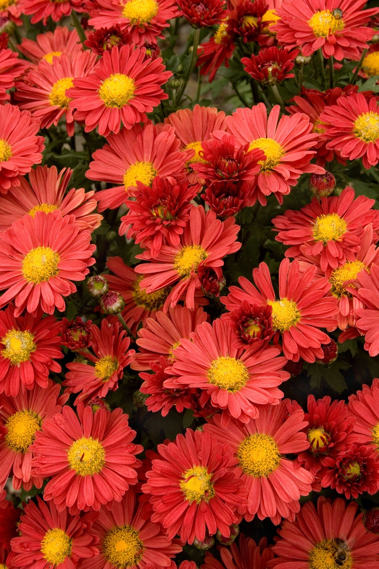 Red daisy garden mum. For fall color. | Kansas garden & flower bed ...