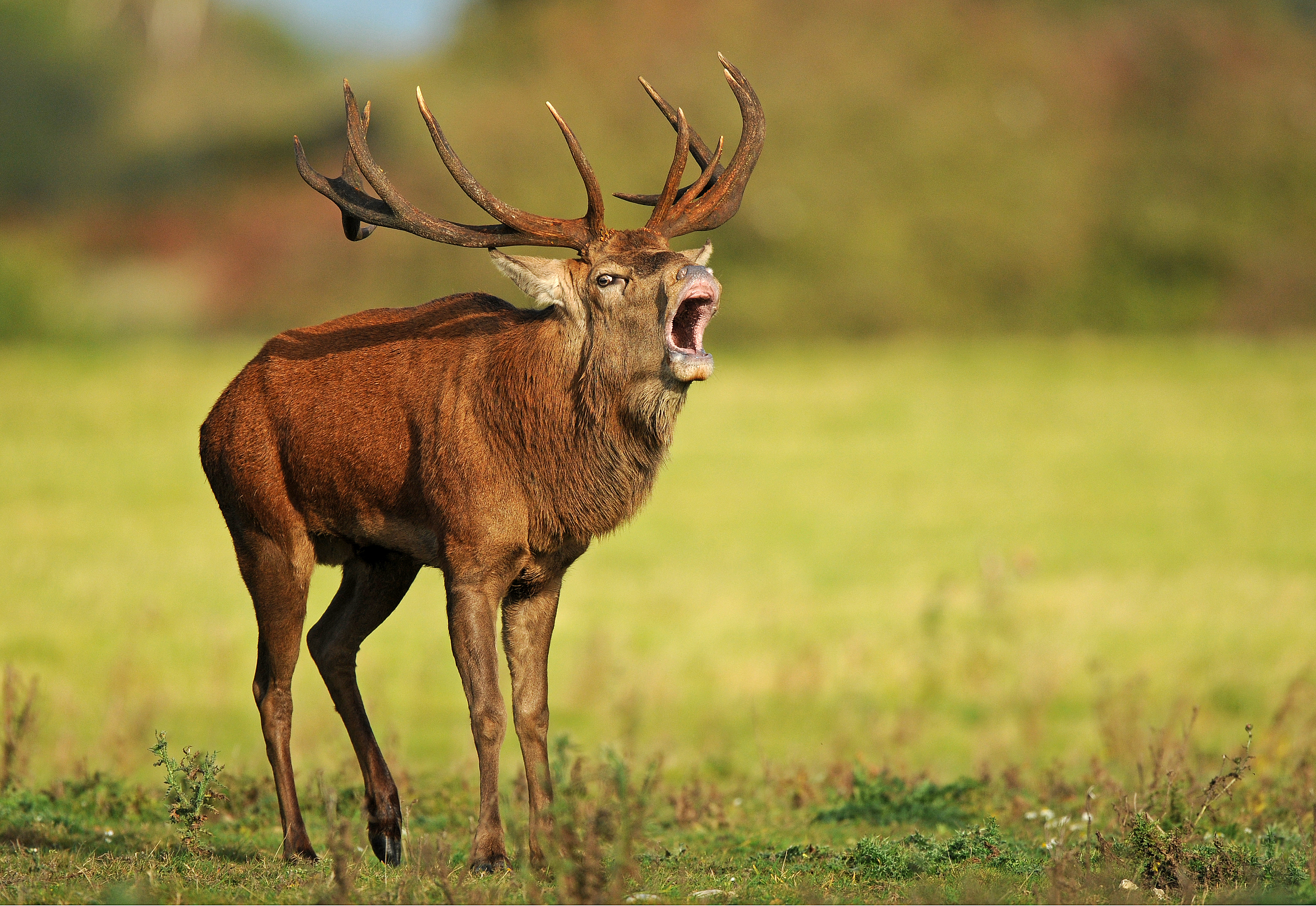 Hot off the press: red deer safaris added - Minsmere - Minsmere ...