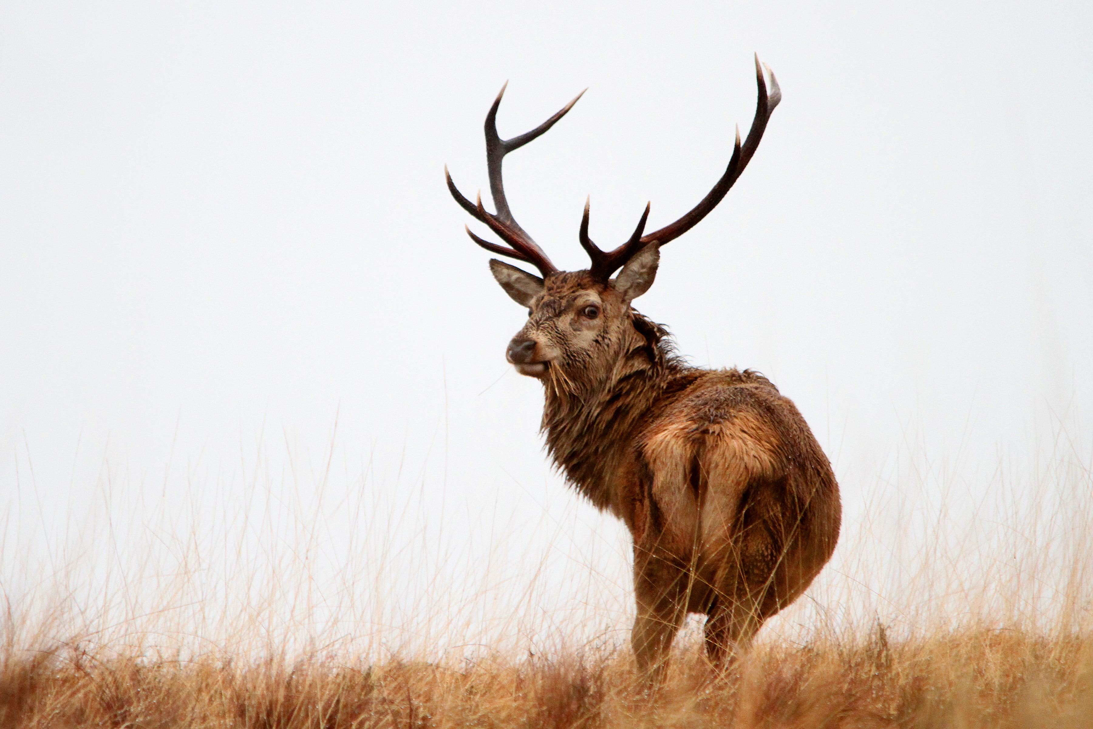 Red Deer Stag | Spotlight Images