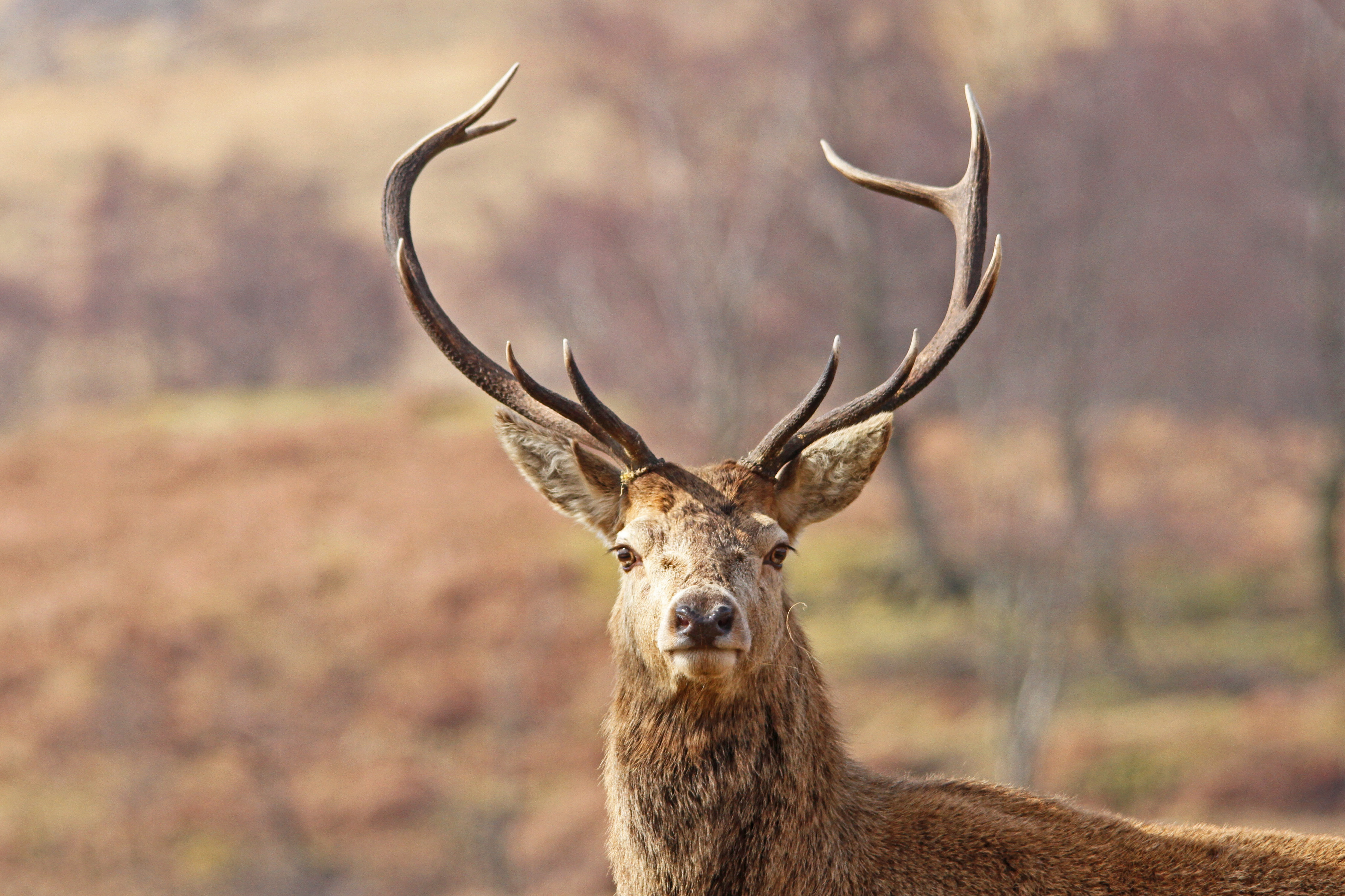 Red Deer Stag Portrait | Spotlight Images