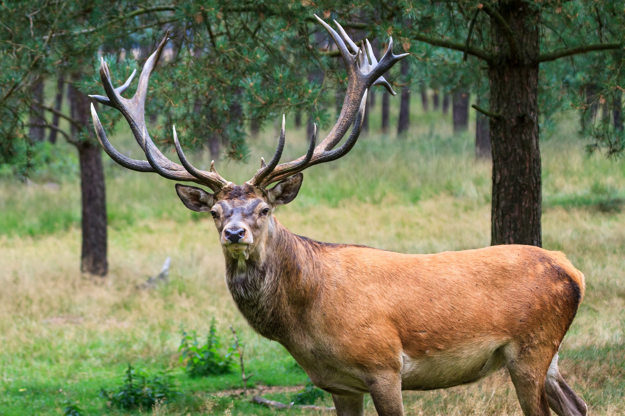 Red Stag Hunting Texas | Red Stag Hunts, Red Deer Hunting
