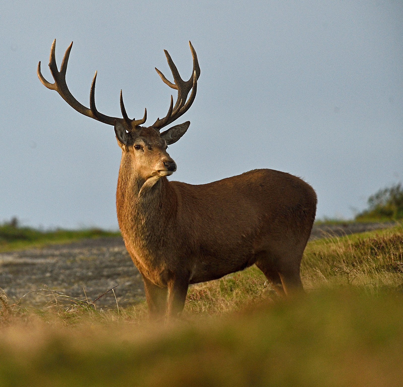 Alan James Photography : Red Deer Stag portriats