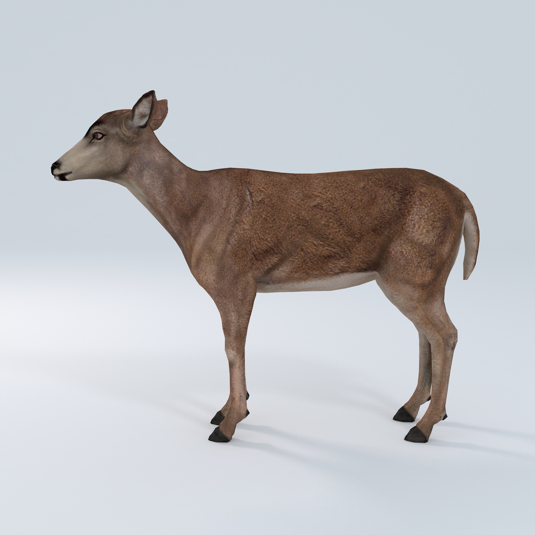 Female Red Deer - 3DCG STORE 3D Models Marketplace