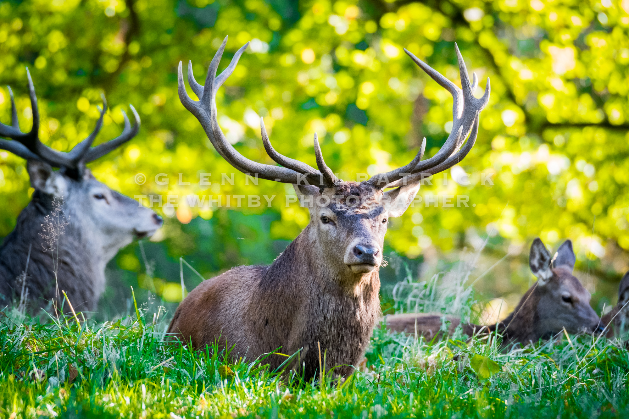 Red Deer Stags - Whitby Photography