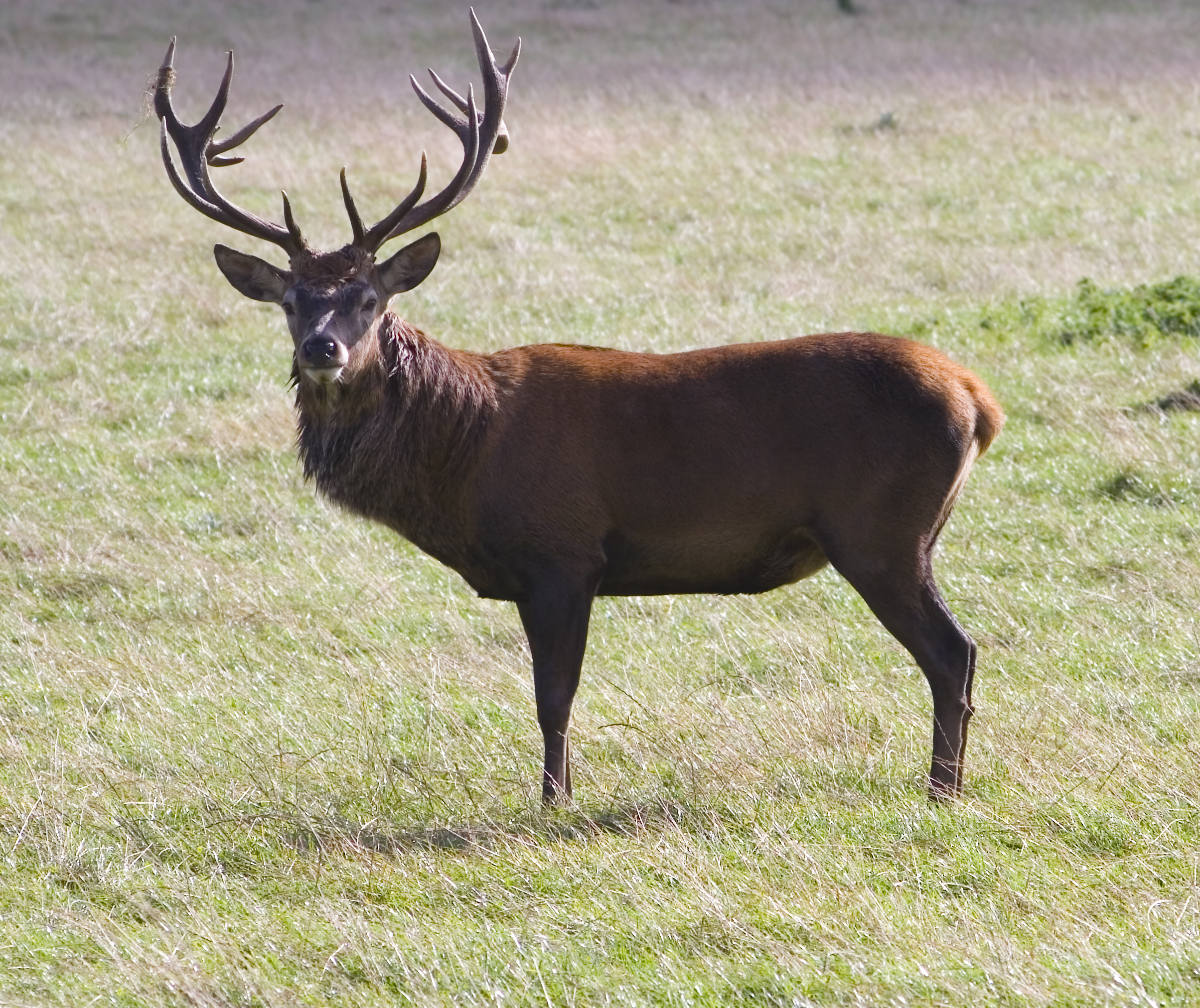 Red-Deer- | Tatonka Creek Ranch