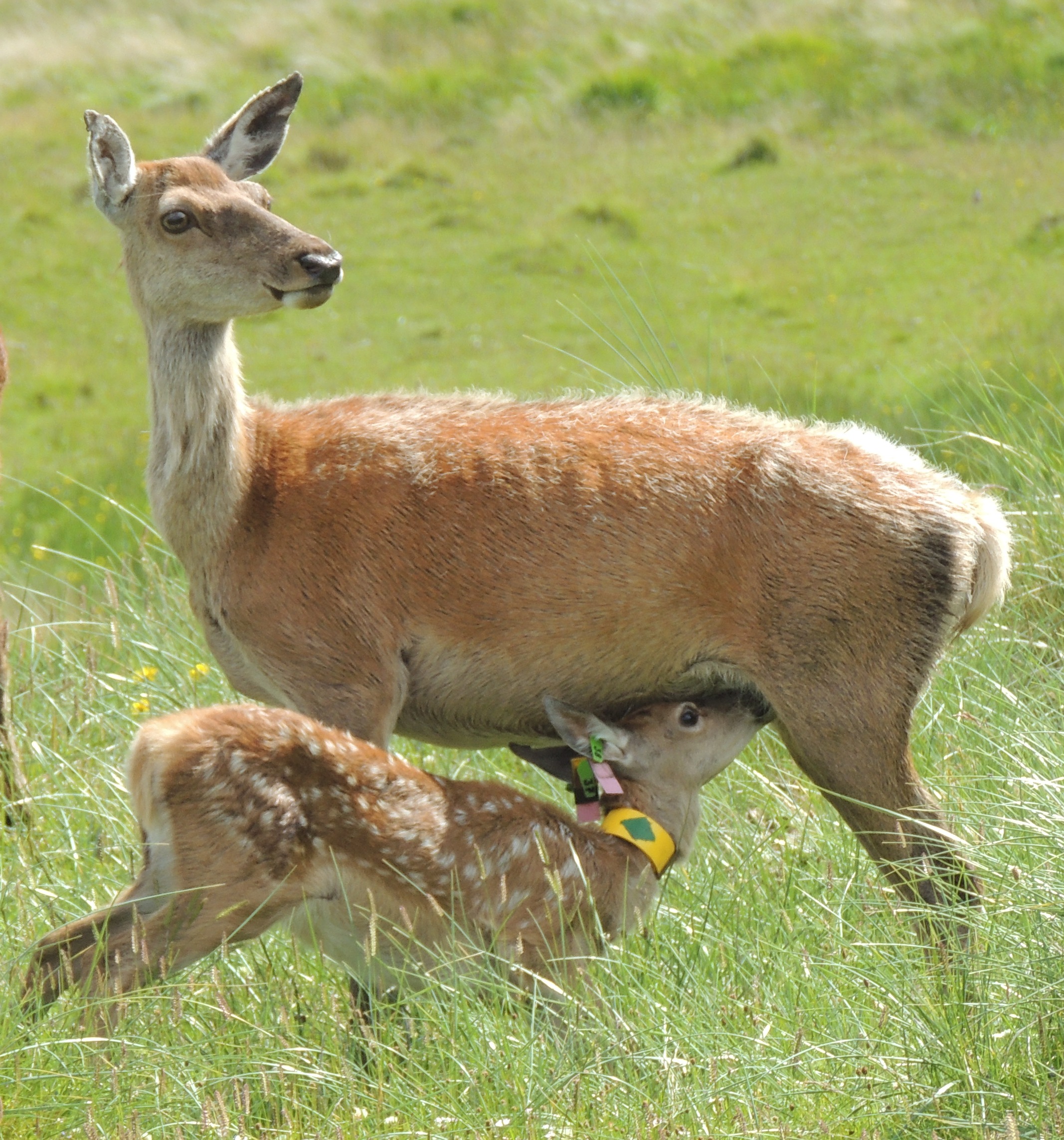 Inbreeding impacts on mothering ability, red deer study shows ...