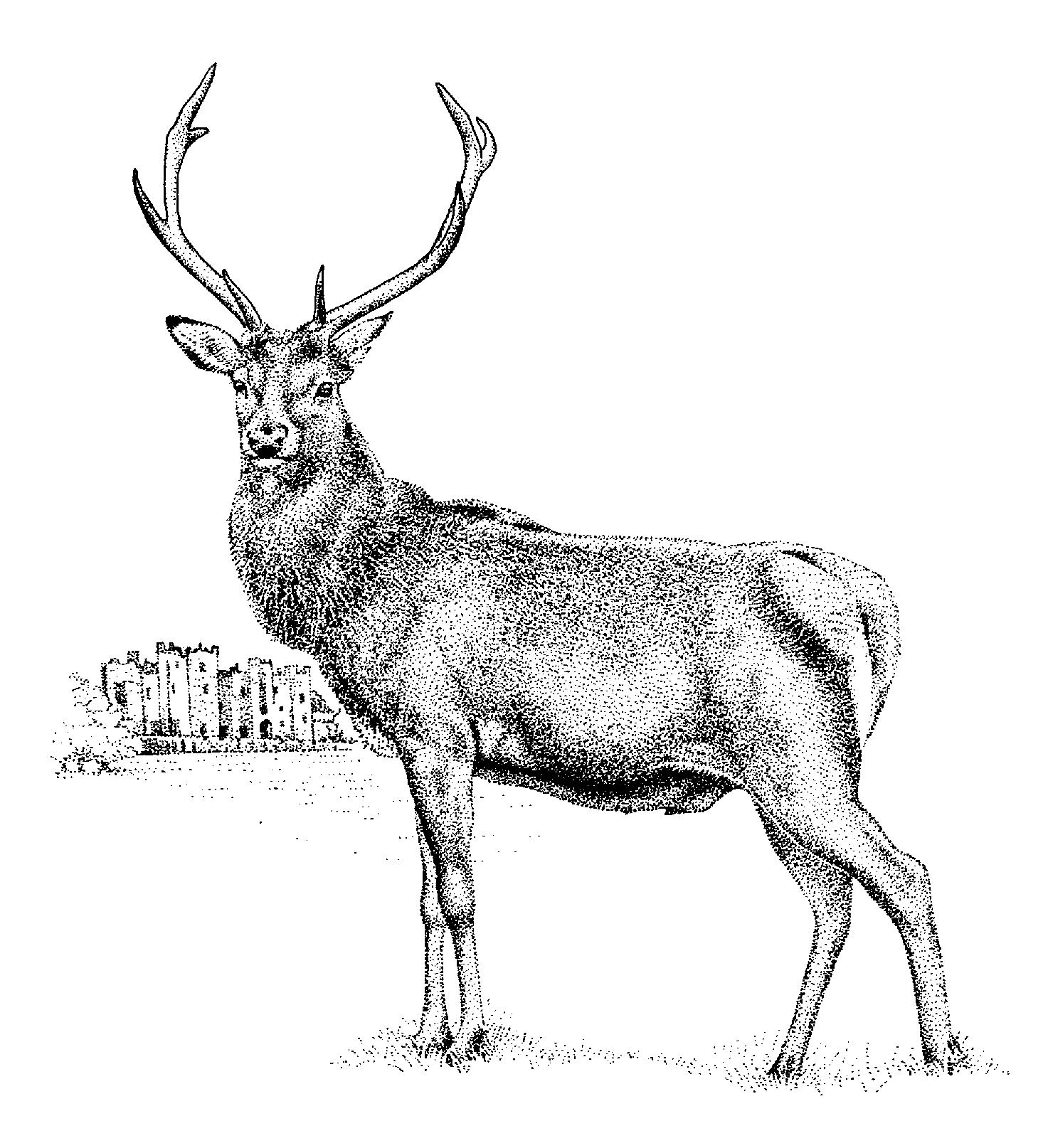 Red Deer – Natural History Society of Northumbria
