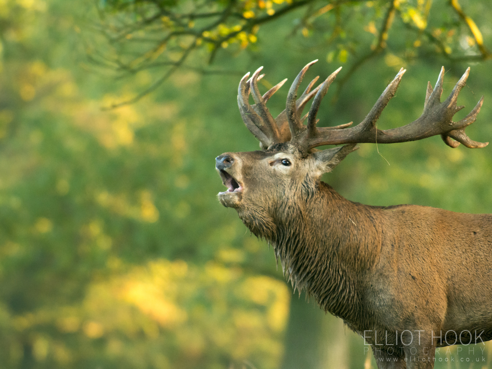 Deer - Elliot Hook Photography