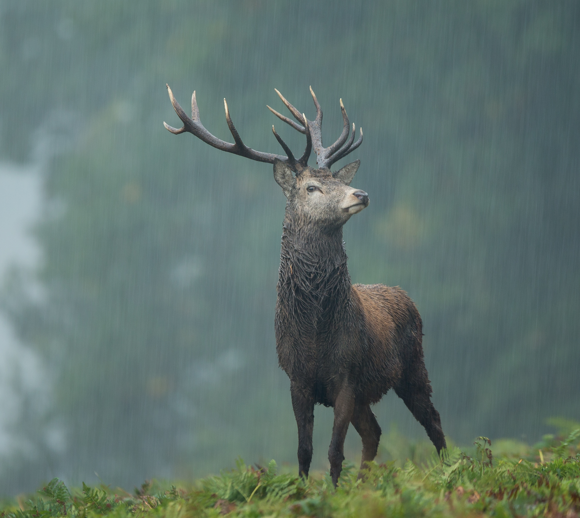 A Red Deer Stag Posing | Mike Dunlevy