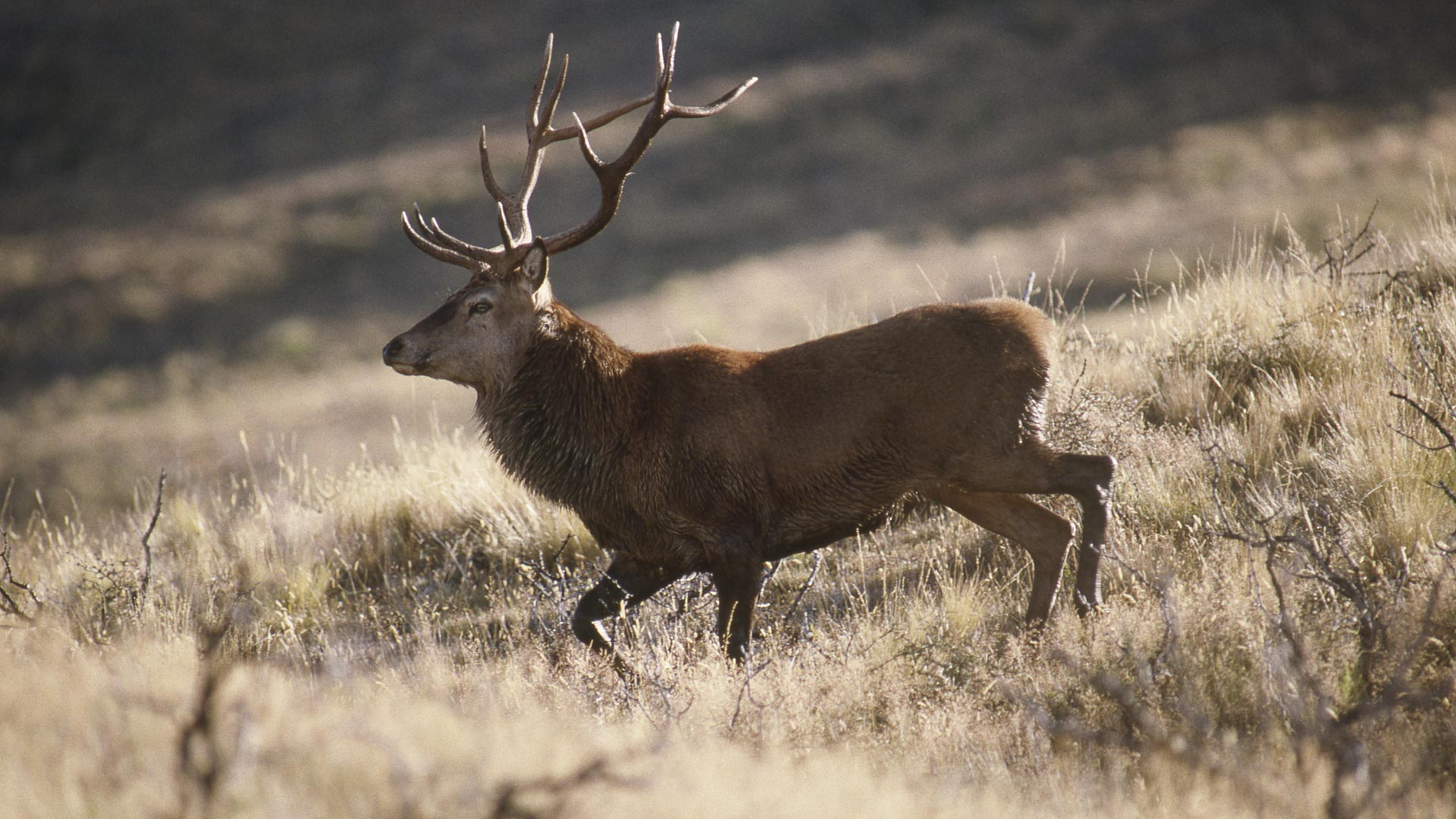 Red deer: What to hunt