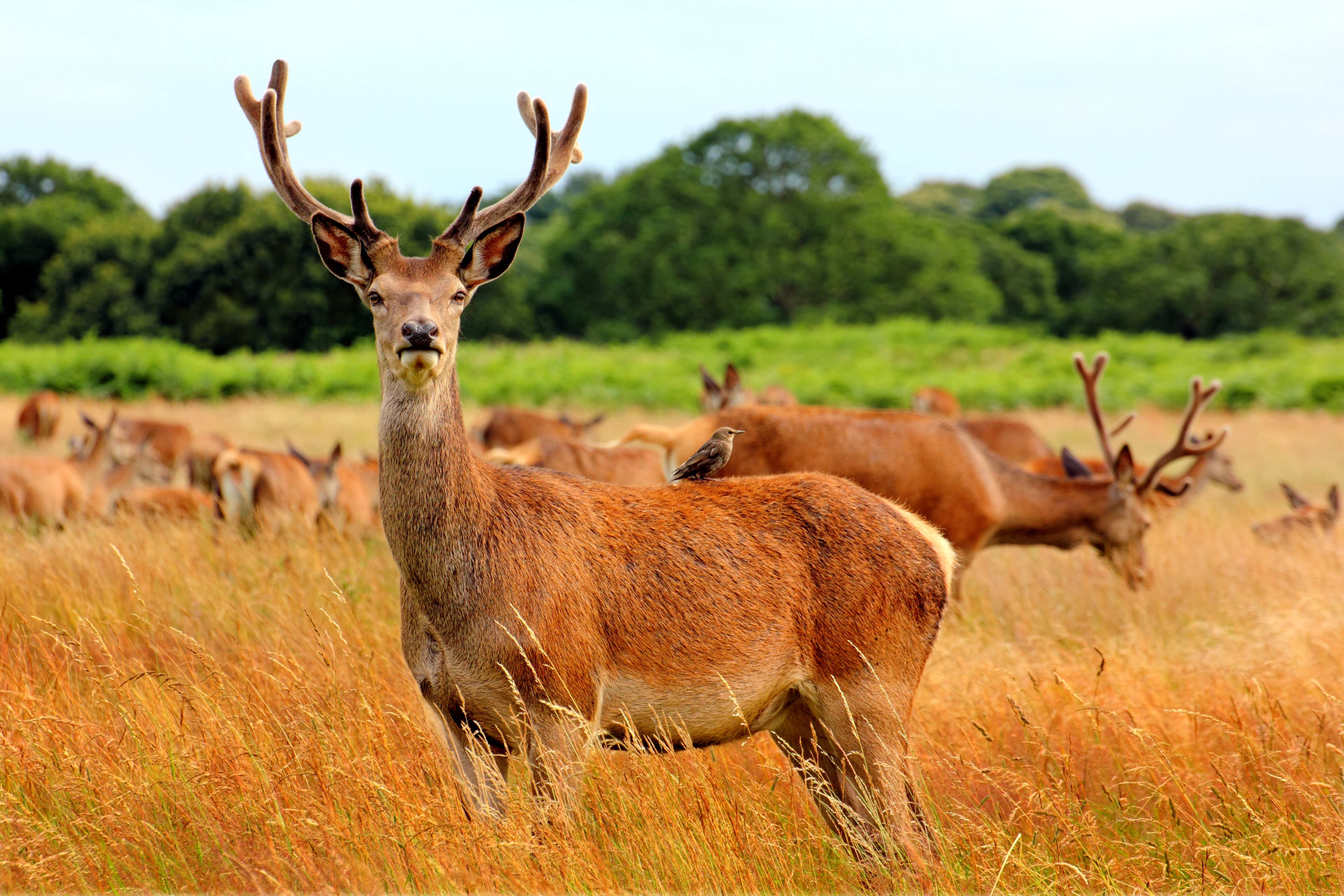 red deer, Adult, Animal, Deer, Herd, HQ Photo