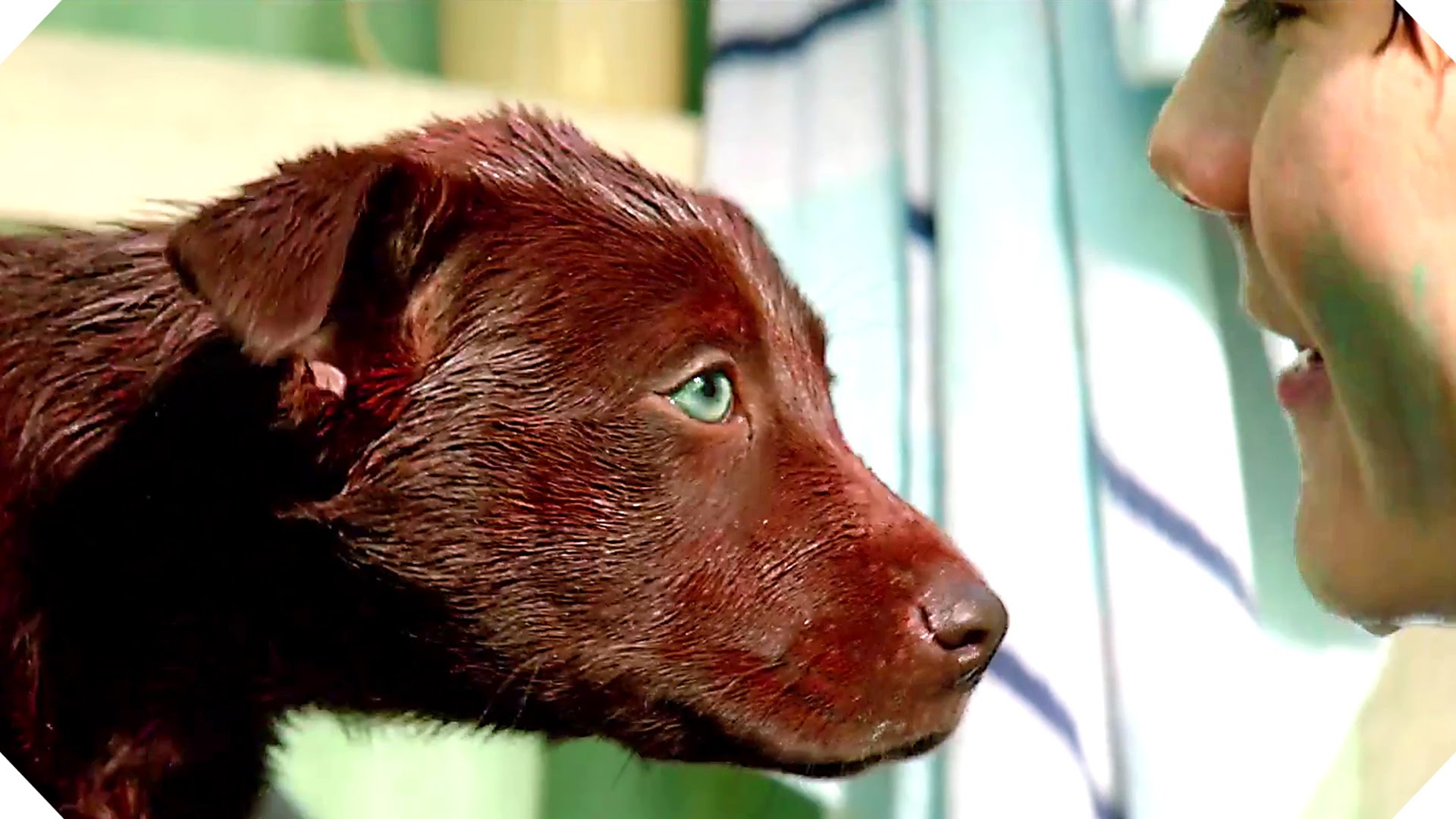 RED DOG: TRUE BLUE Trailer (Dog Movie, Family - 2016) - YouTube
