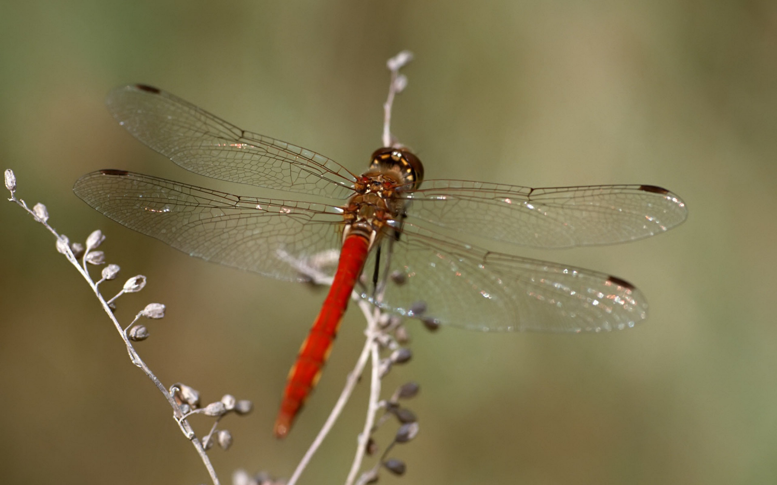 Red dragonfly photo