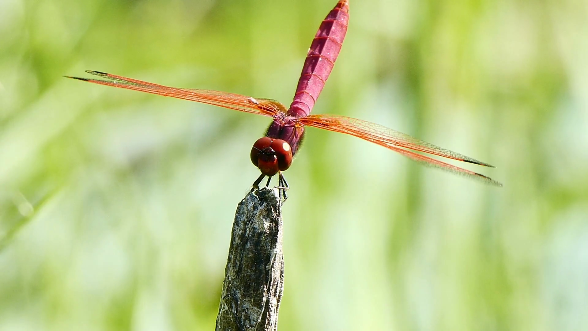 4K Footage Movement of a red dragon fly Stock Video Footage ...