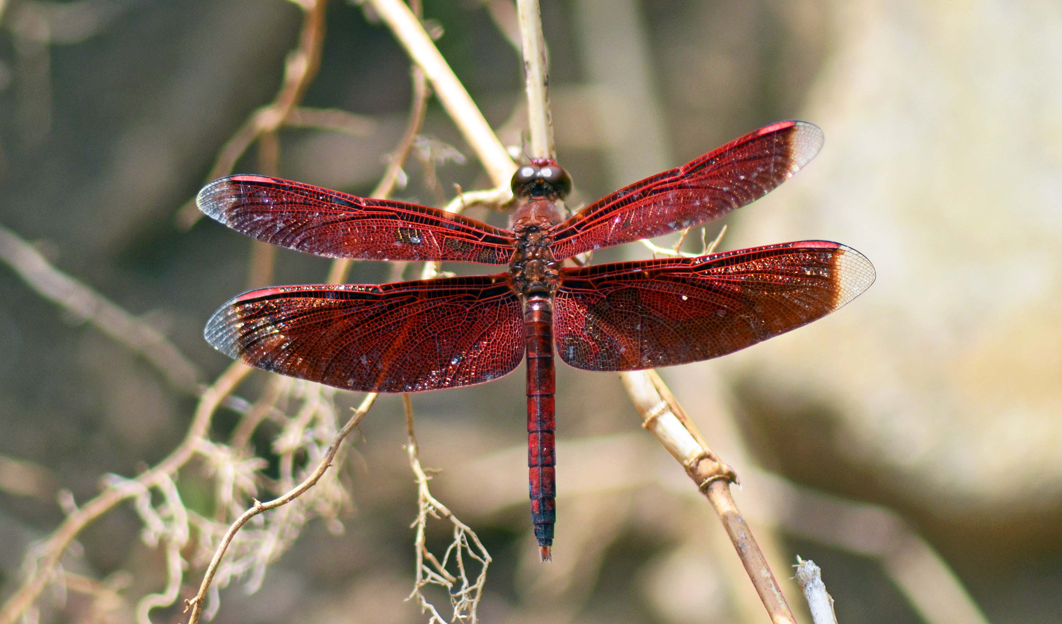 Identifying Odonata – Ray Cannon's nature notes