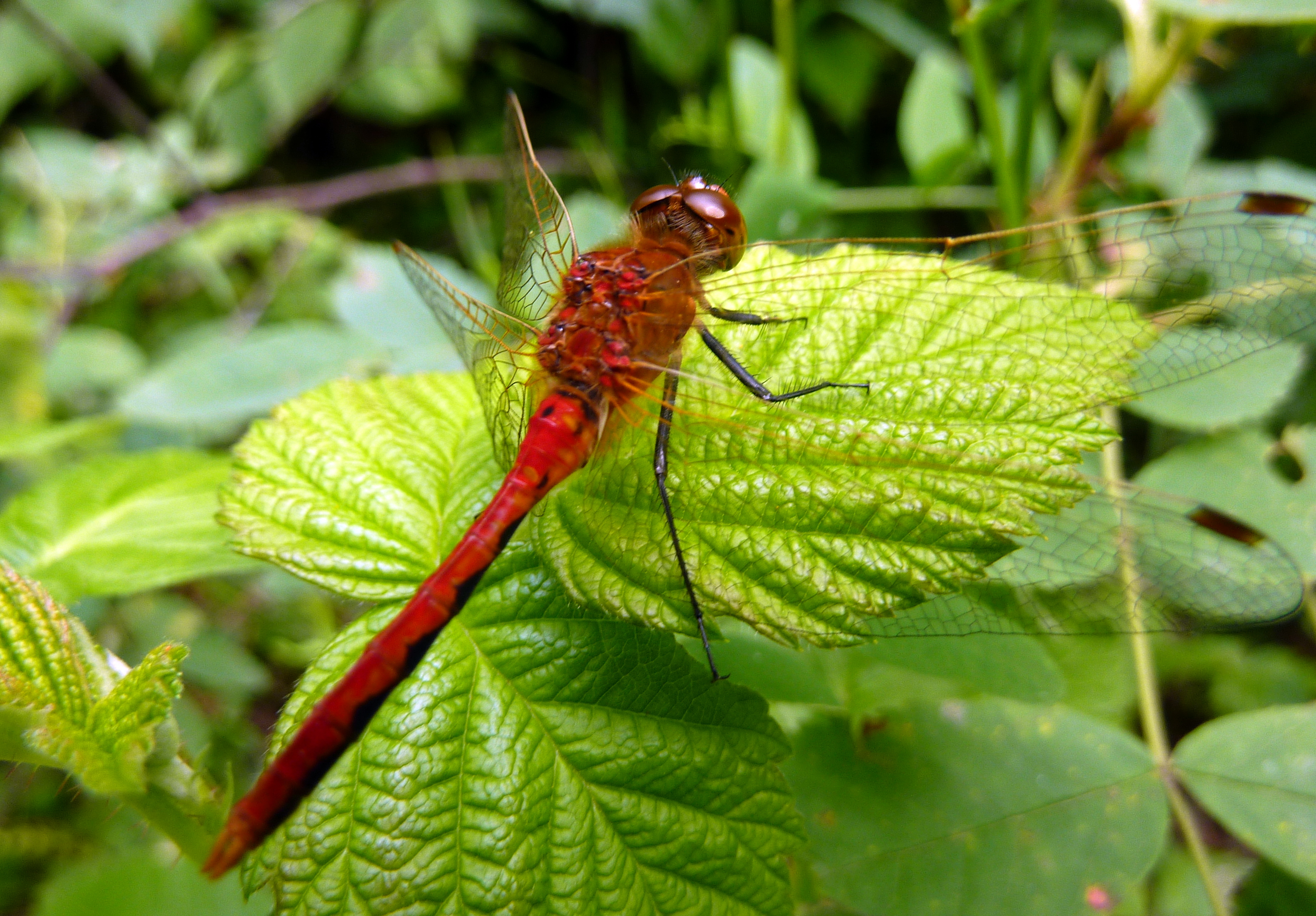 File:Red Dragonfly (7629727058).jpg - Wikimedia Commons