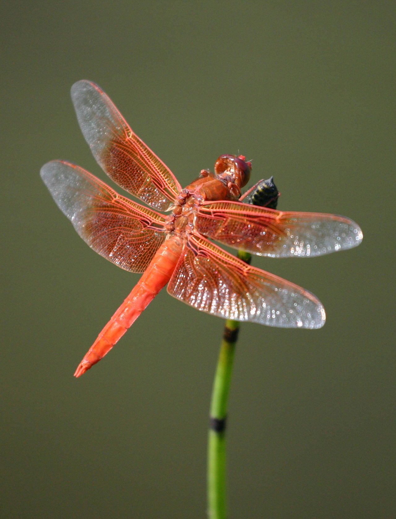 What Does a Dragonfly Symbolize? You'd Be Stunned to Know
