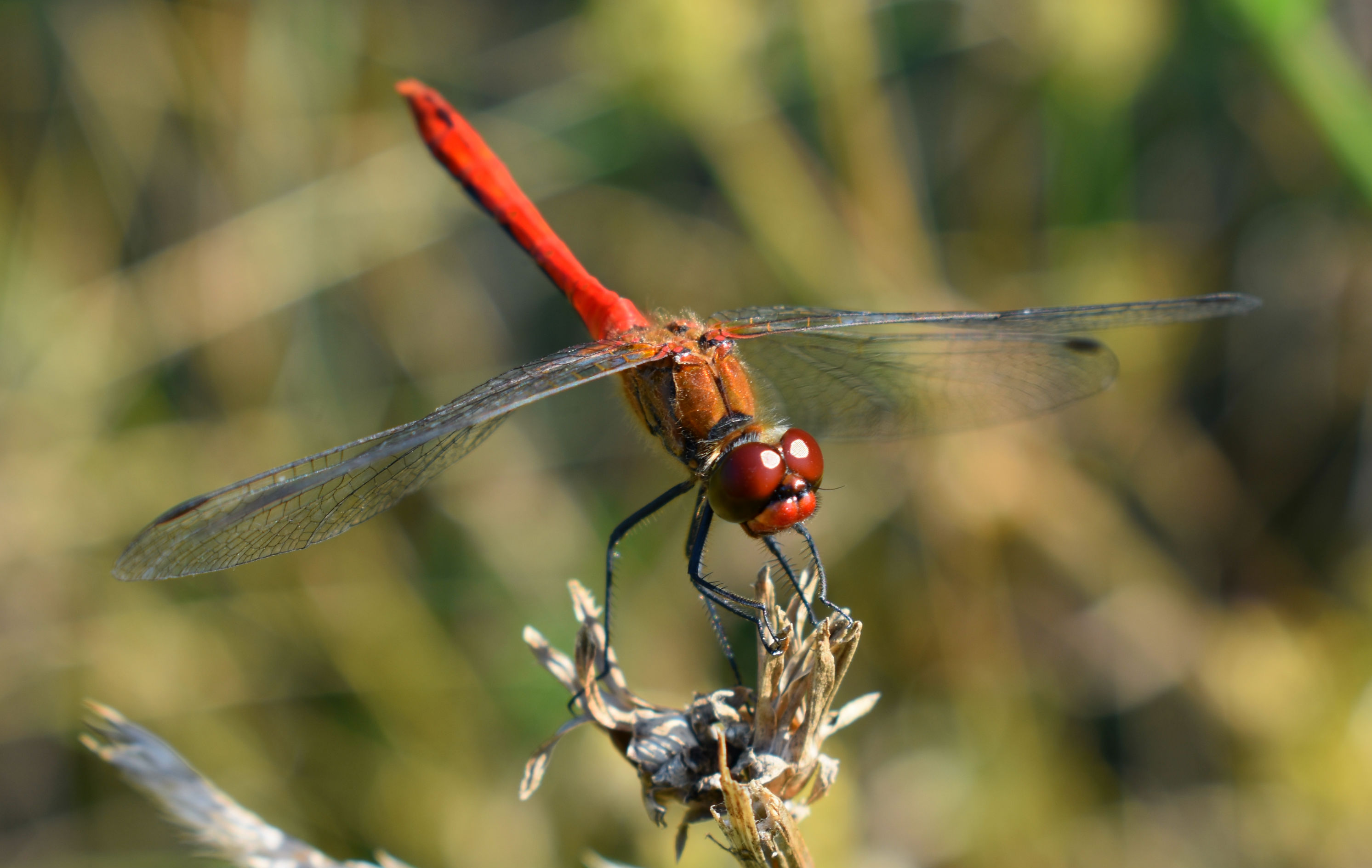 Red dragonfly - Macrophotography — Steemit