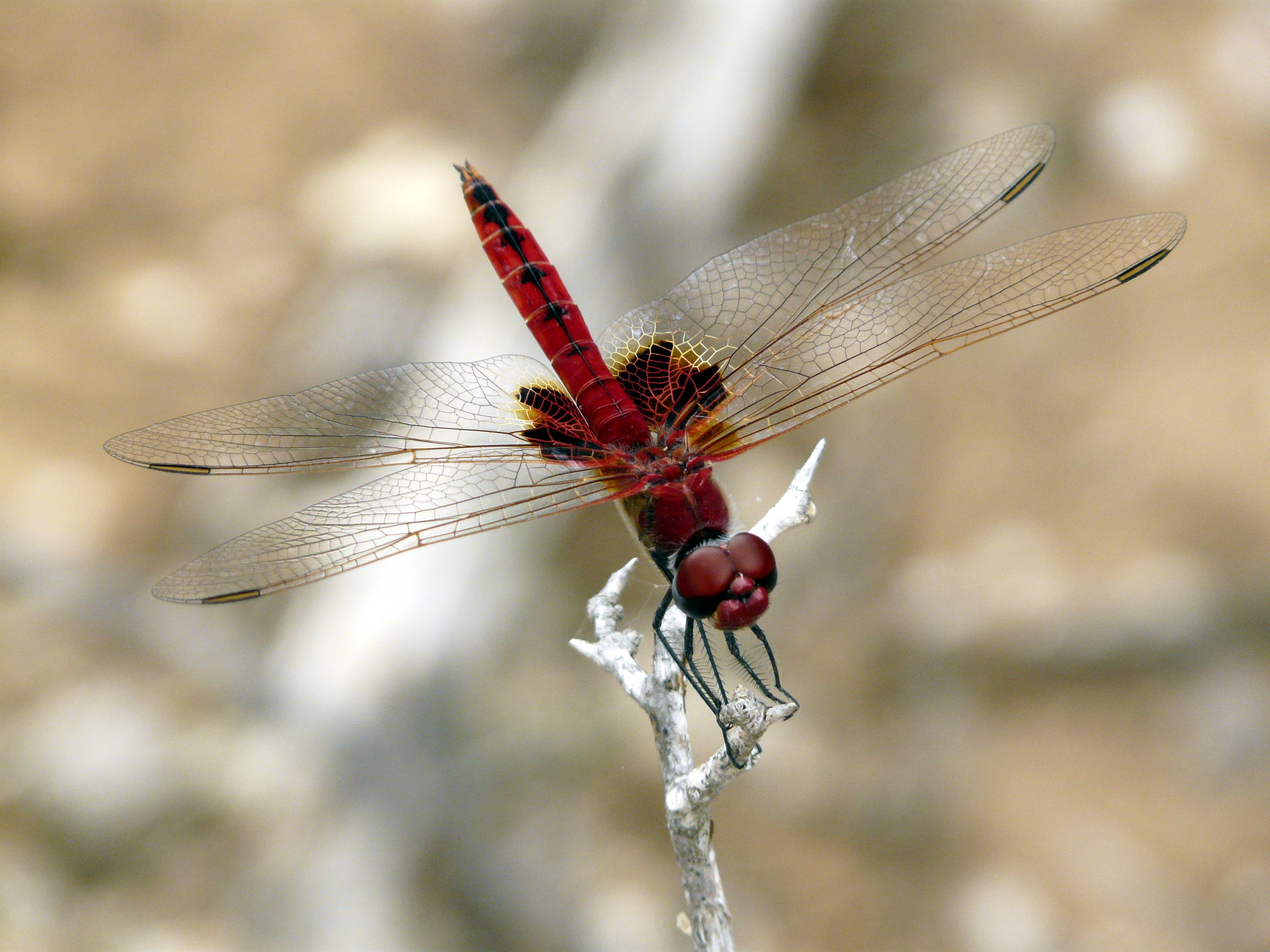 NaturePlus: Kenyan Dragonflies