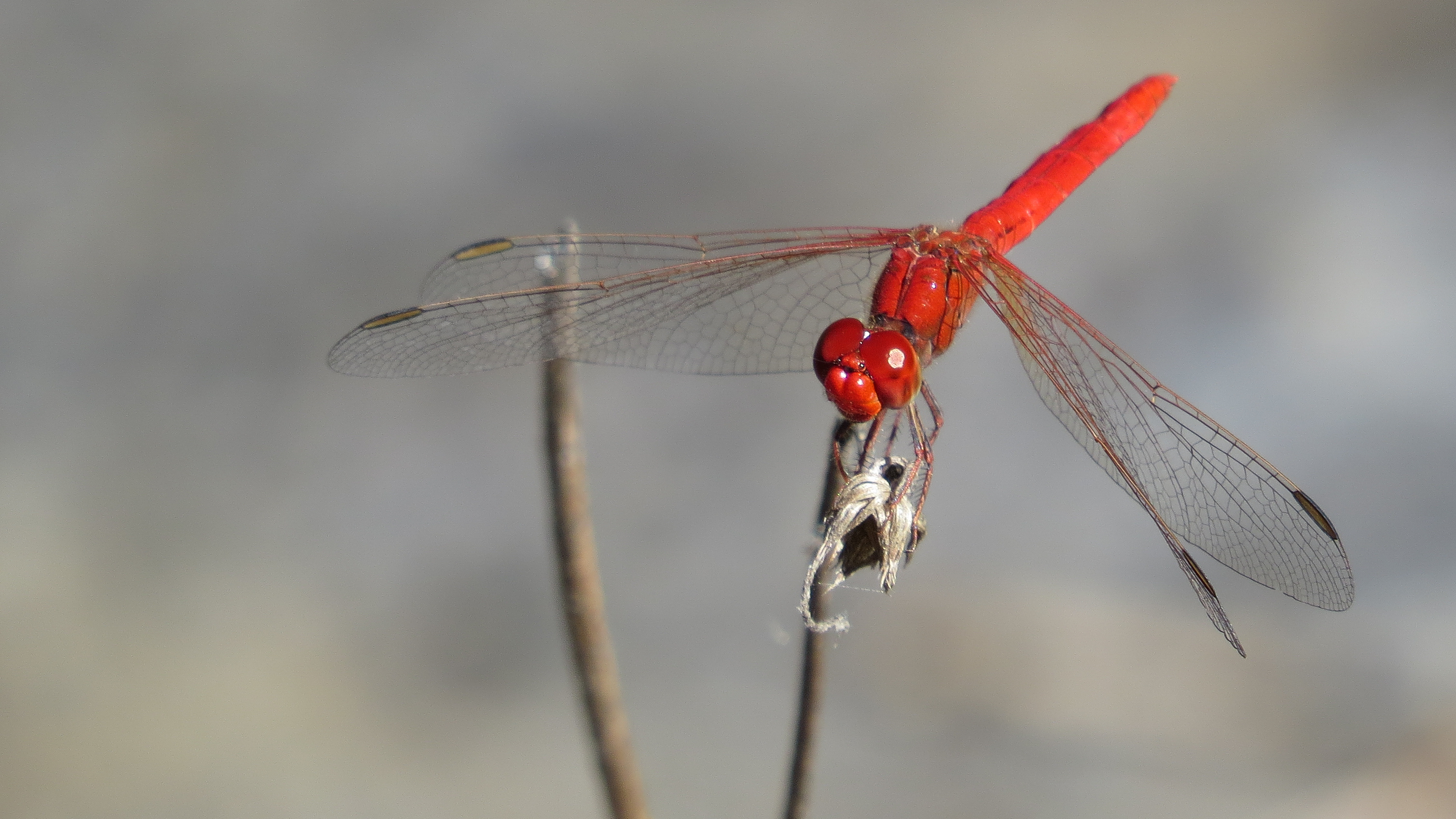 File:All-red dragonfly (15874489417).jpg - Wikimedia Commons