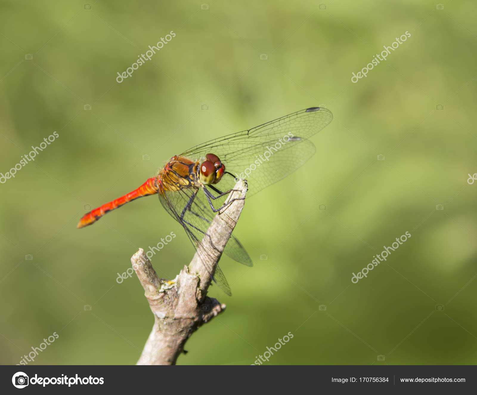 sunny illuminated resting red dragonfly — Stock Photo © prill #170756384