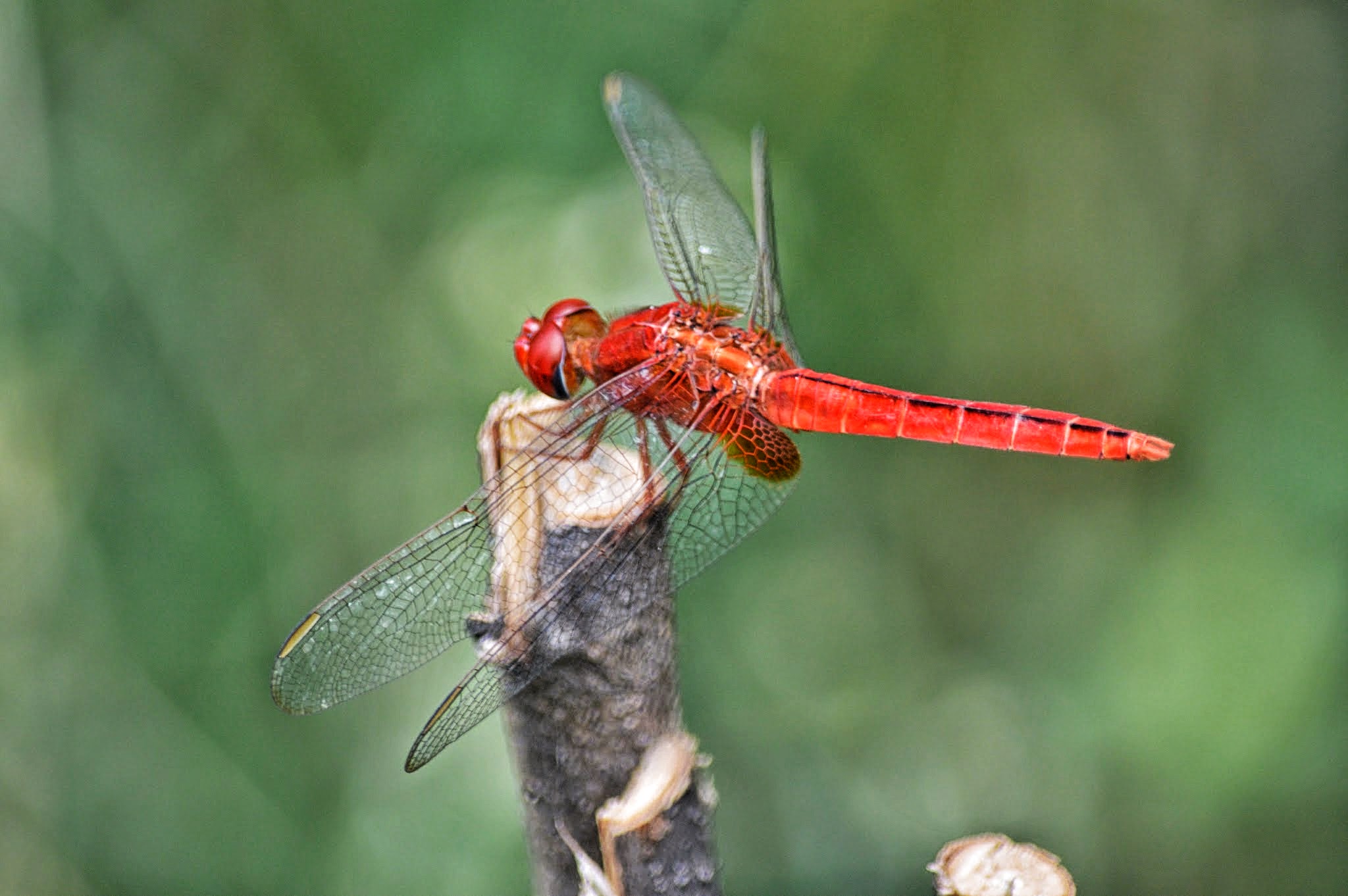 Scarlet Dragonfly | Third eye view