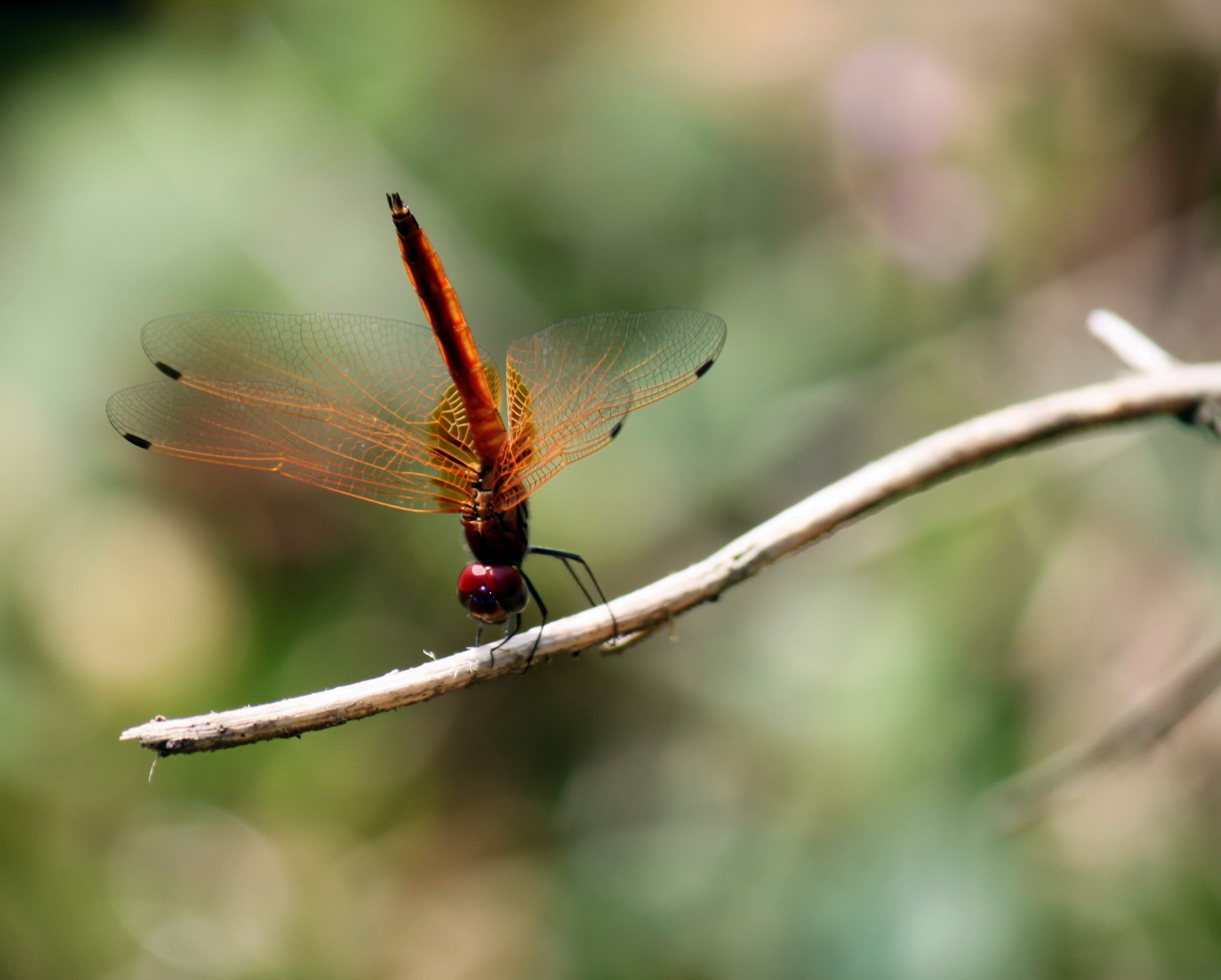 Red Dragonfly Upside Down Dance Free Stock Photo - Public Domain ...