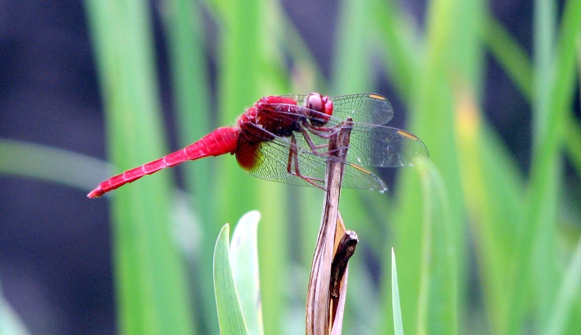 File:Red dragonfly in Tokyo, Japan.jpg - Wikimedia Commons