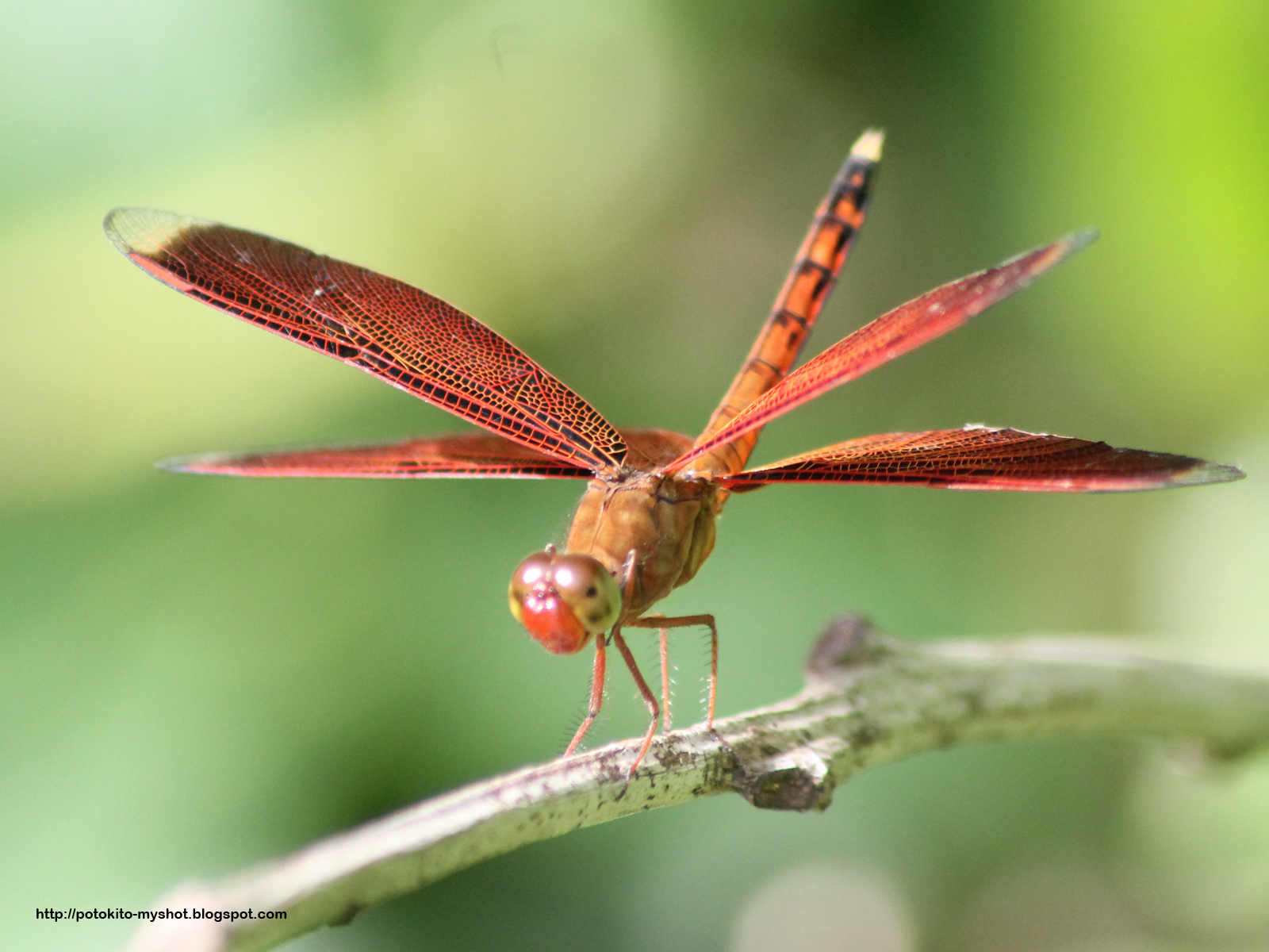 The Red Grasshawk Dragonfly (Neurothemis fluctuans)