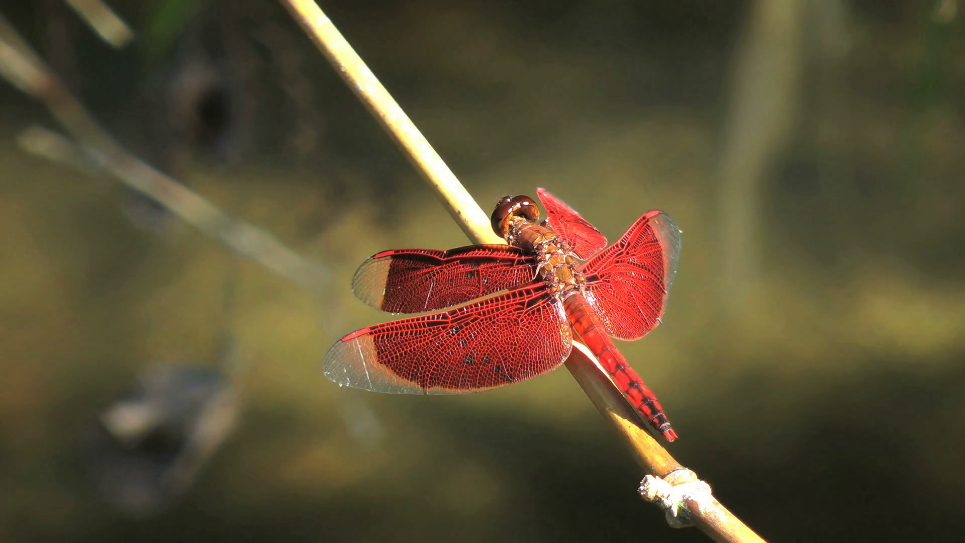 Red Percher Dragonfly, Neurothemis Ramburii sitting on a stick above ...