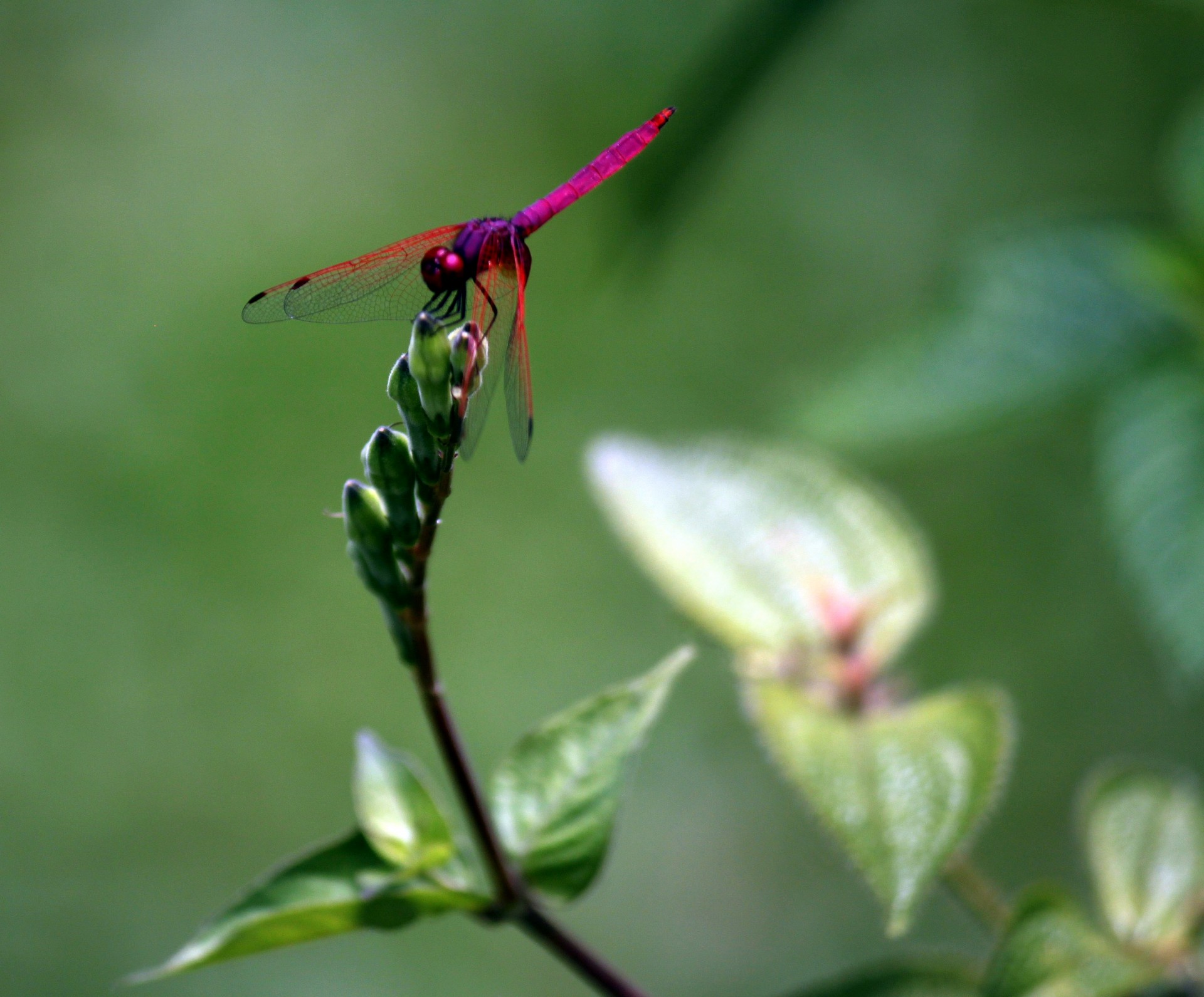 Red Dragonfly Staying At New Leaves Free Stock Photo - Public Domain ...