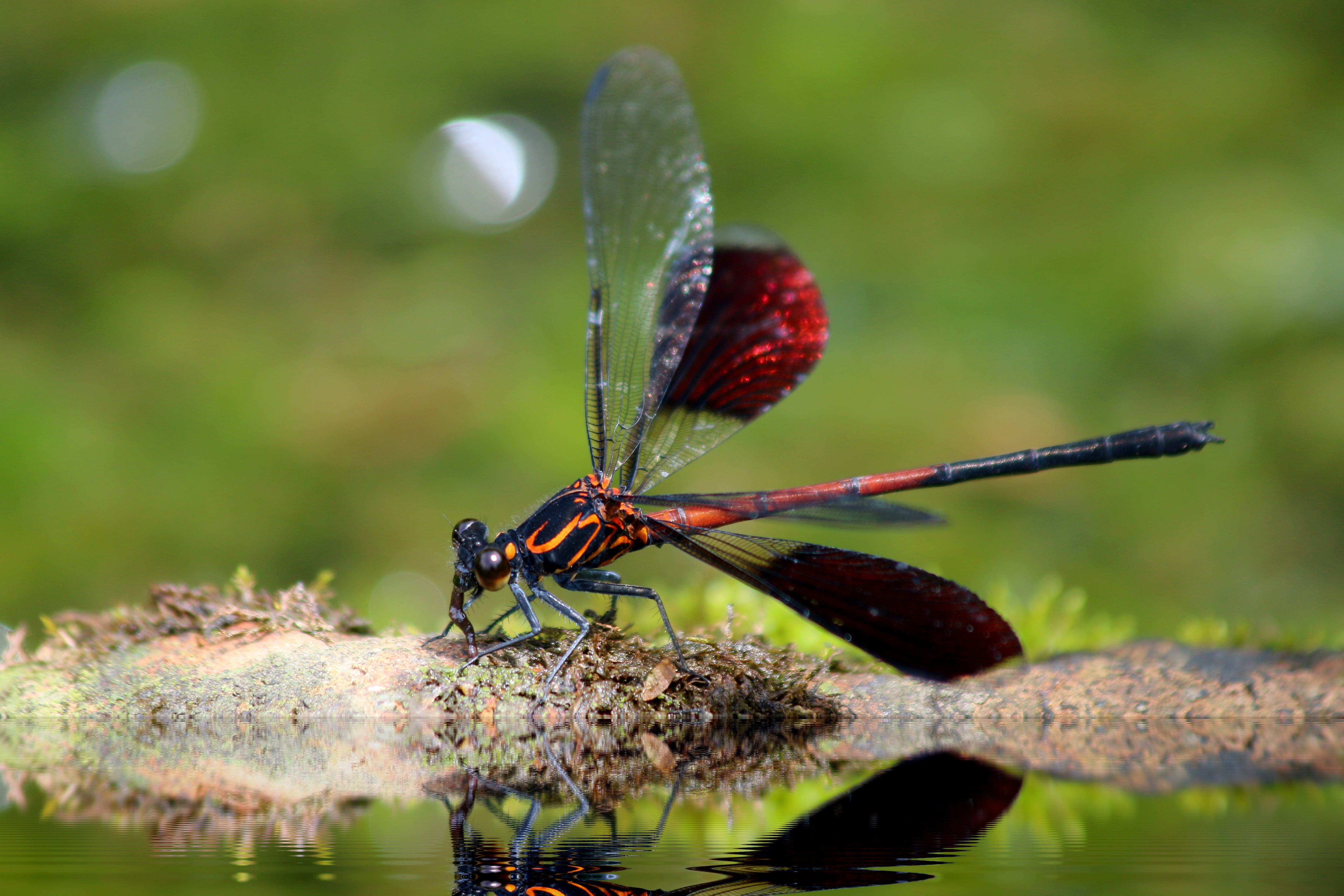 Red and orange dragonfly HD wallpaper | Wallpaper Flare