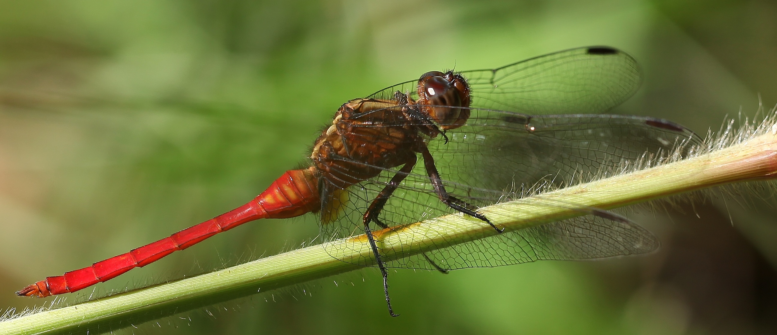 Red-tailed dragonfly | Photography Asunder