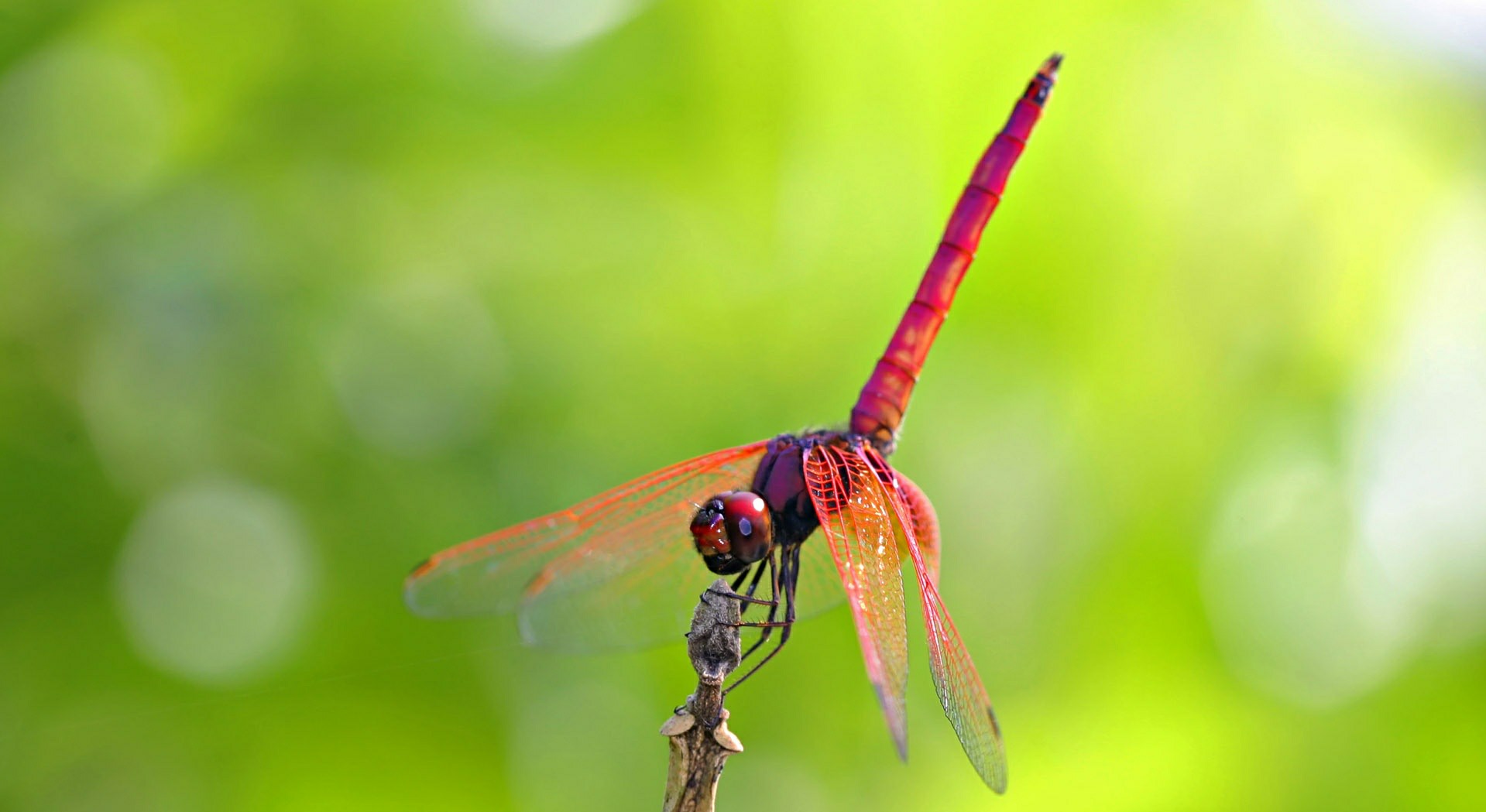 Pink And Red Dragonfly Hd