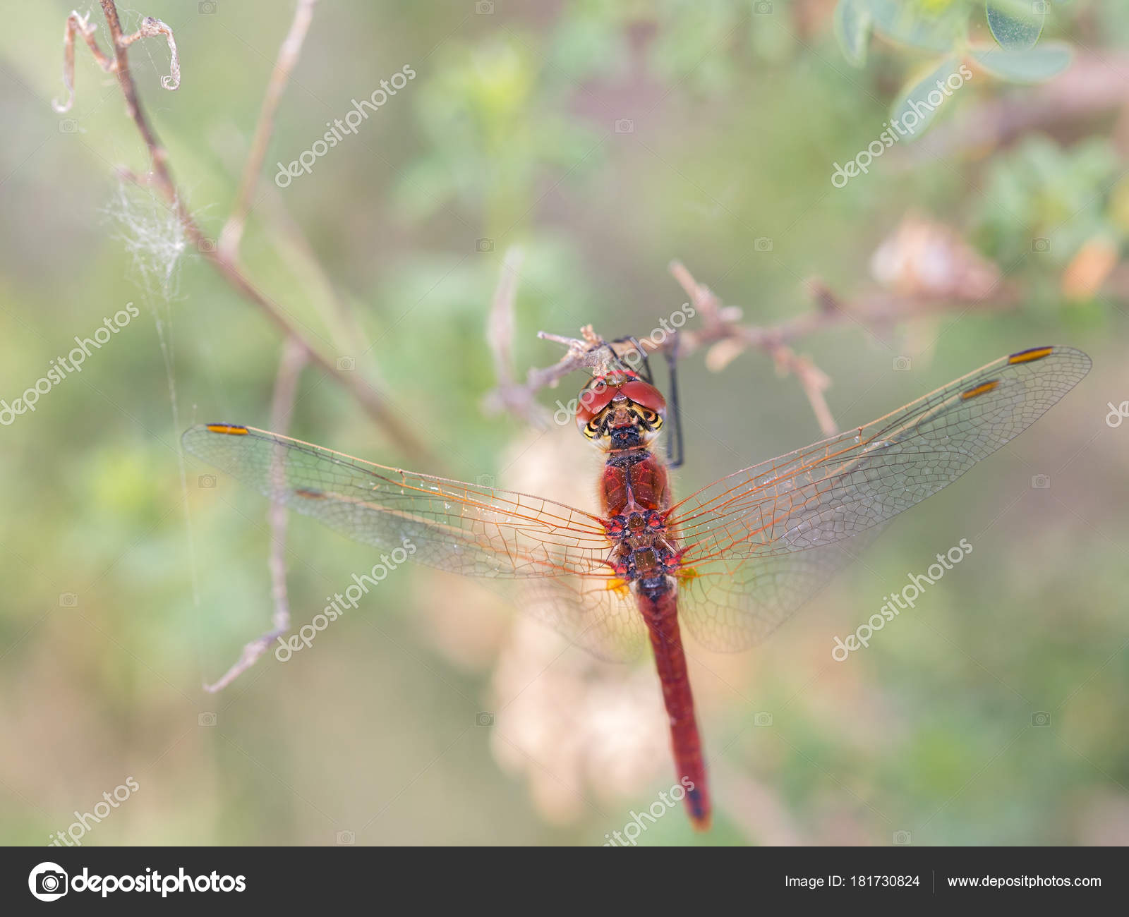 Red dragonfly — Stock Photo © estellez #181730824
