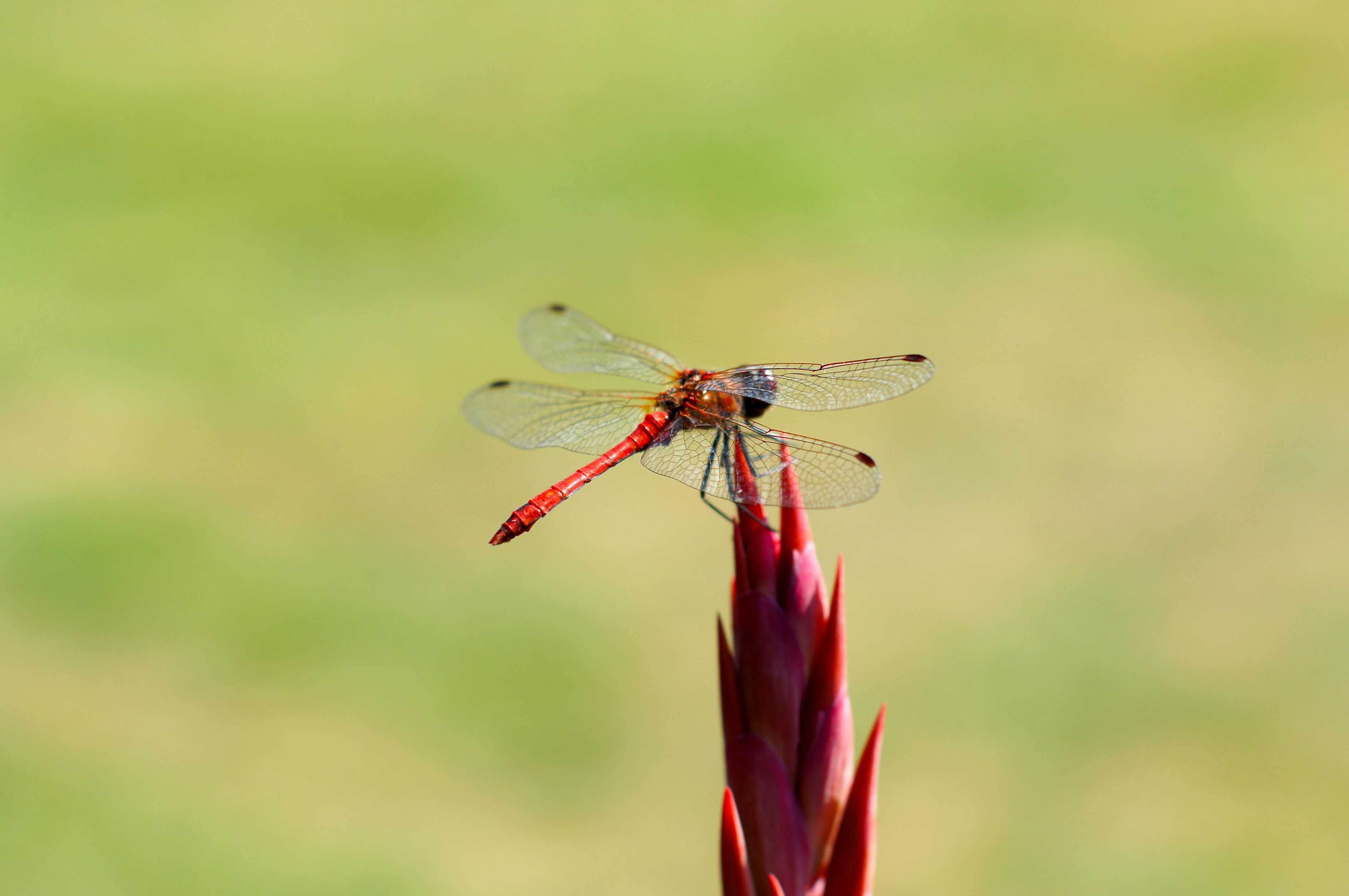 Free picture: red, dragonfly, insect, wings, red flower