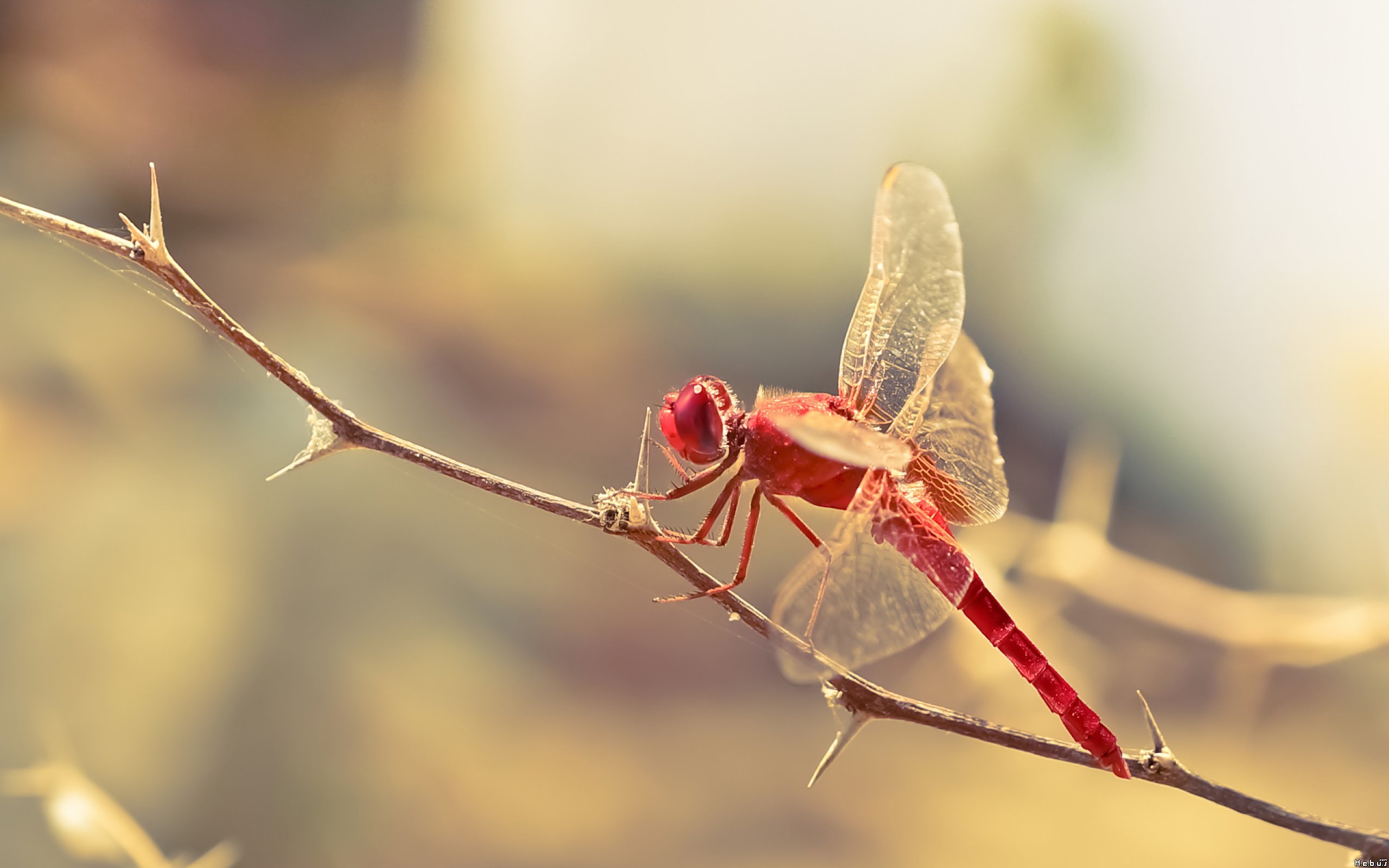 Red dragonfly / 2560 x 1600 / Macro / Photography | MIRIADNA.COM