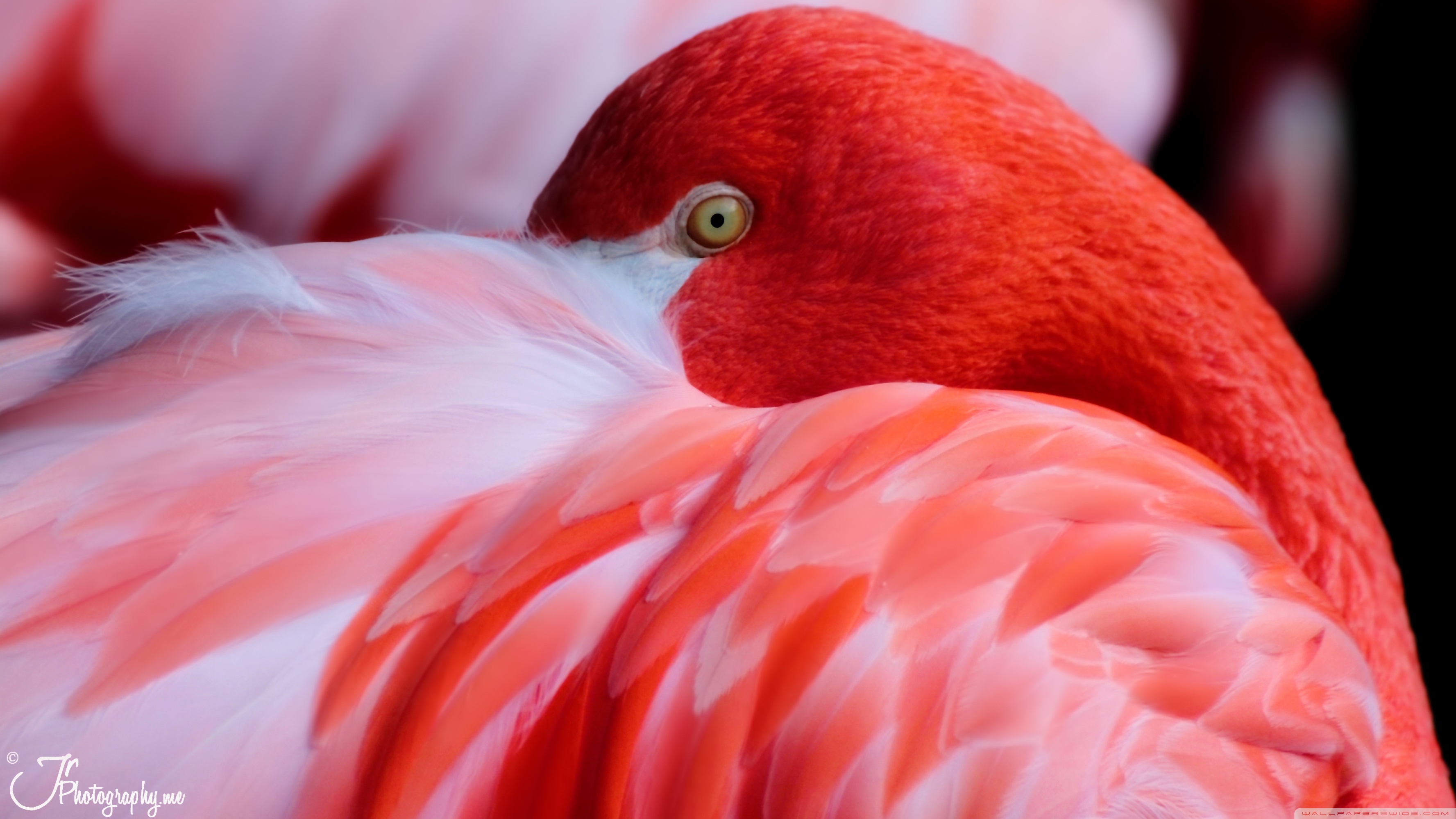 Red flamingo photo