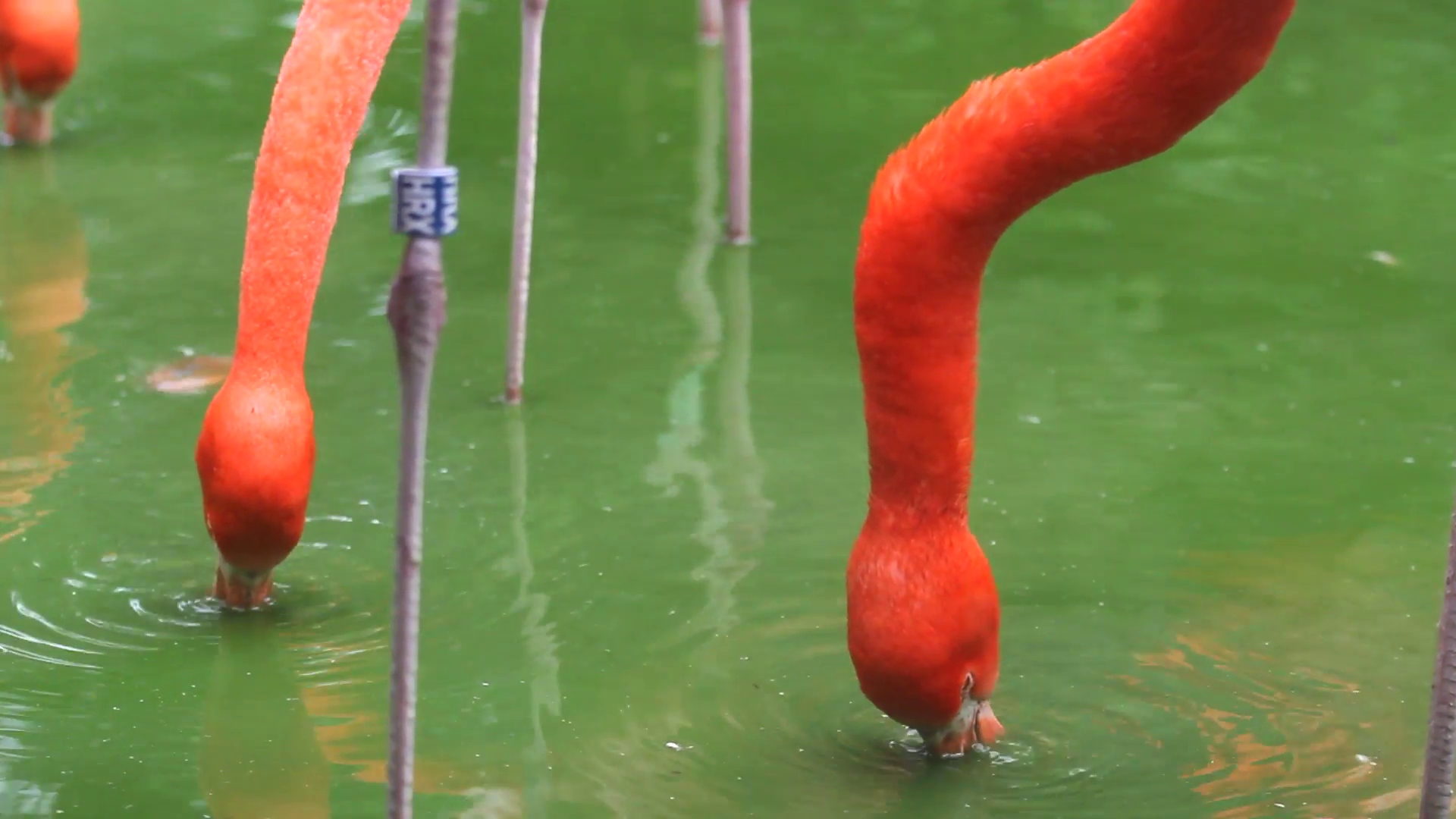Two red flamingo birds feeding Stock Video Footage - VideoBlocks