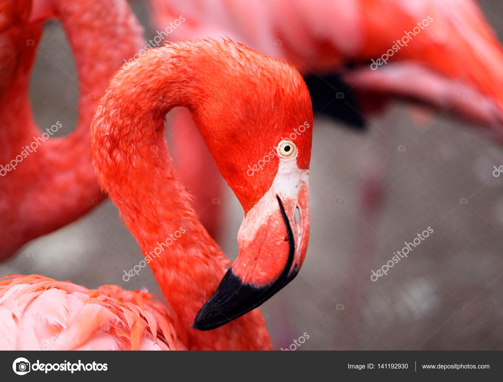 Photos beautiful red flamingo — Stock Photo © tanor #141192930
